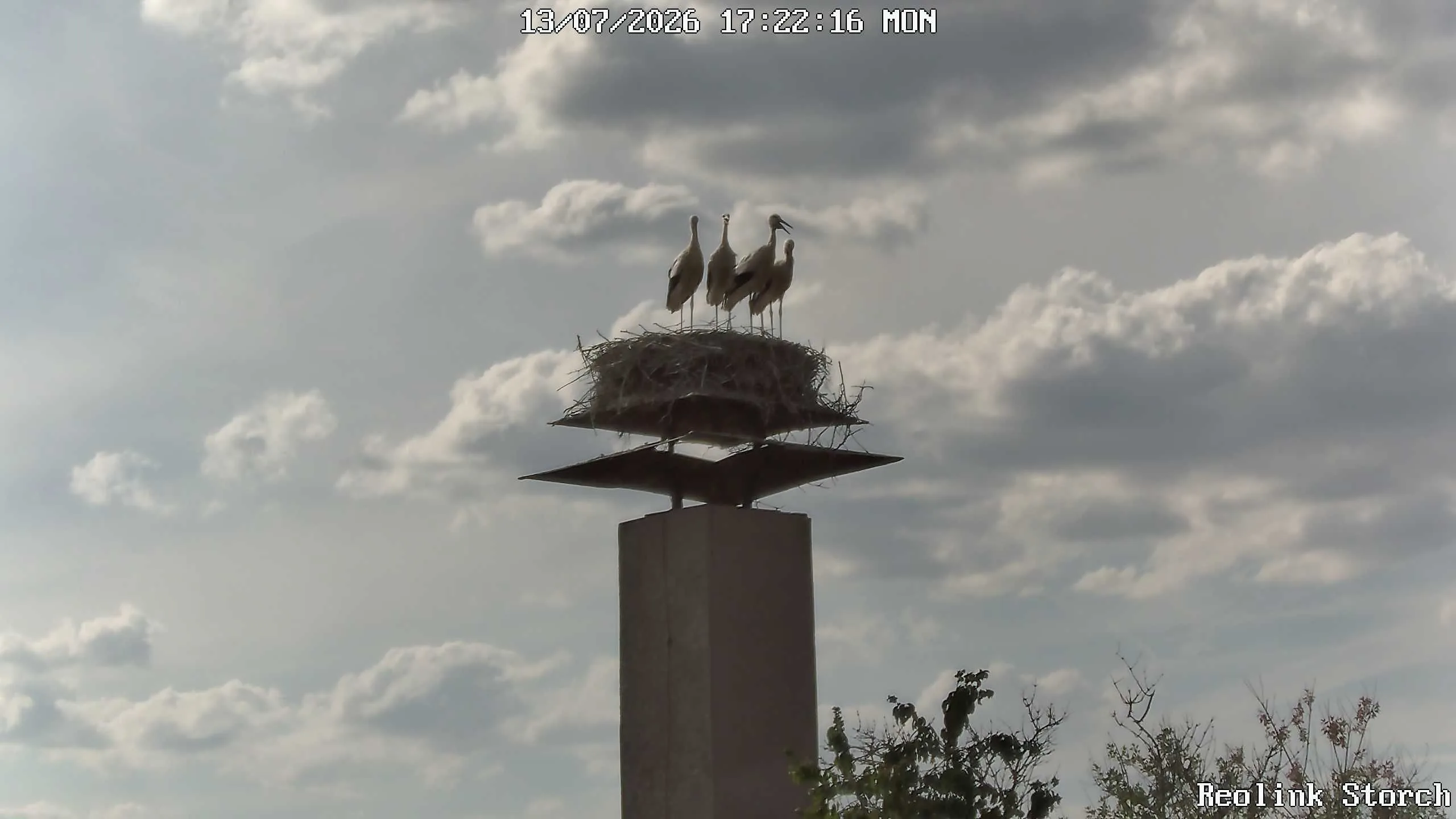 Storchencam Bild