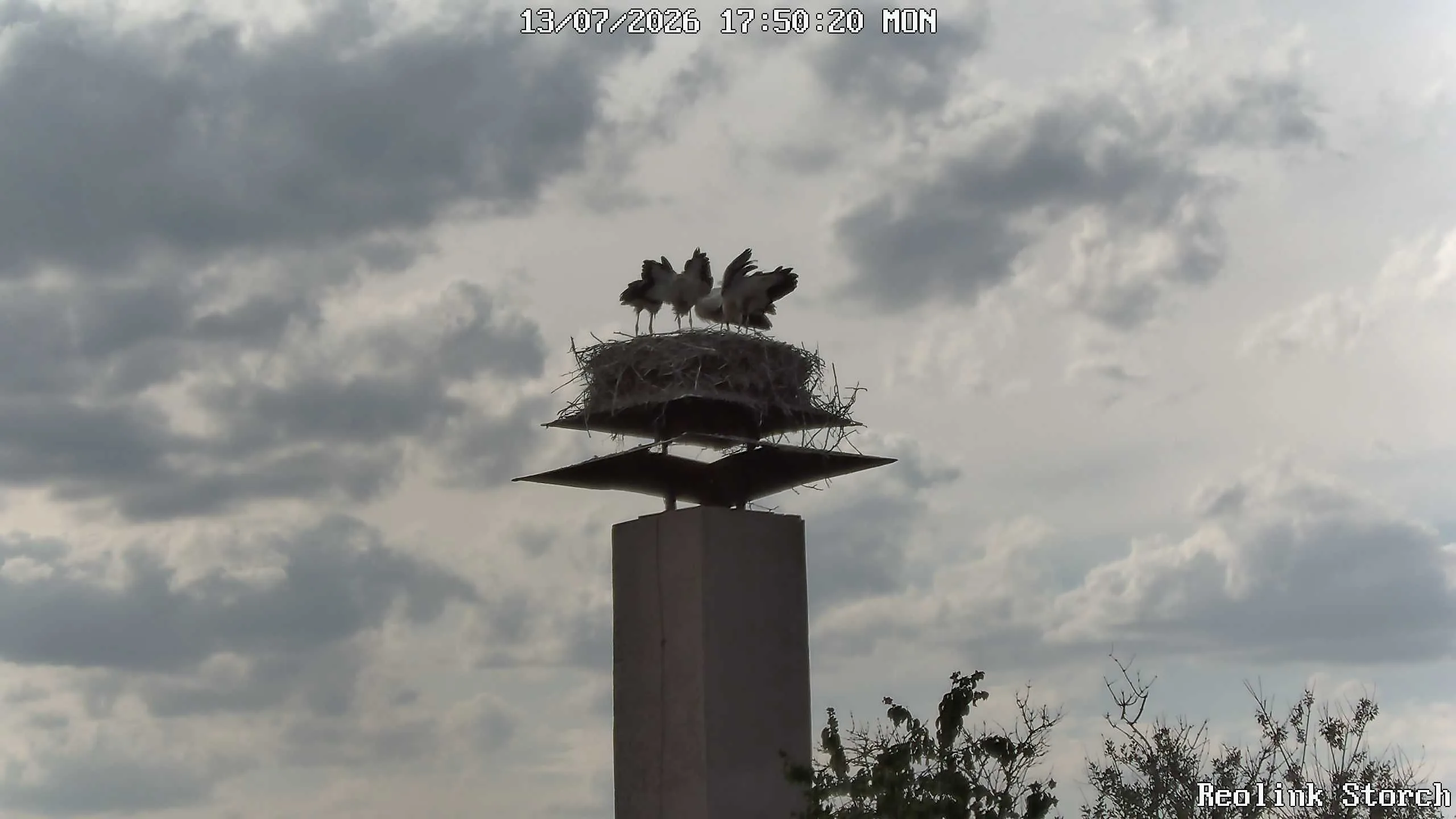 Storchencam Bild