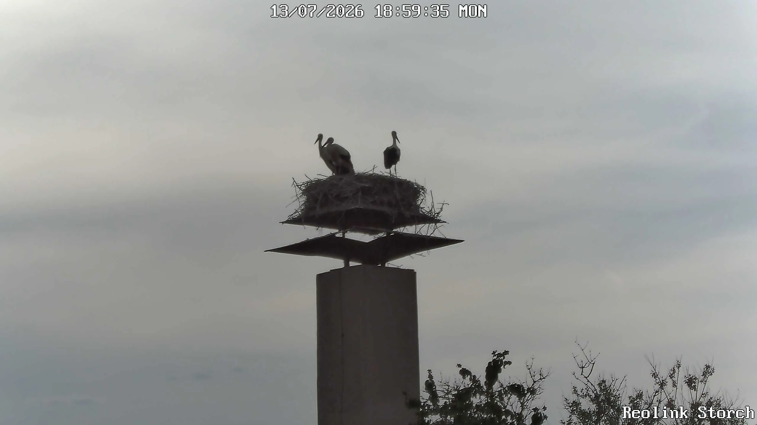 Storchencam Bild
