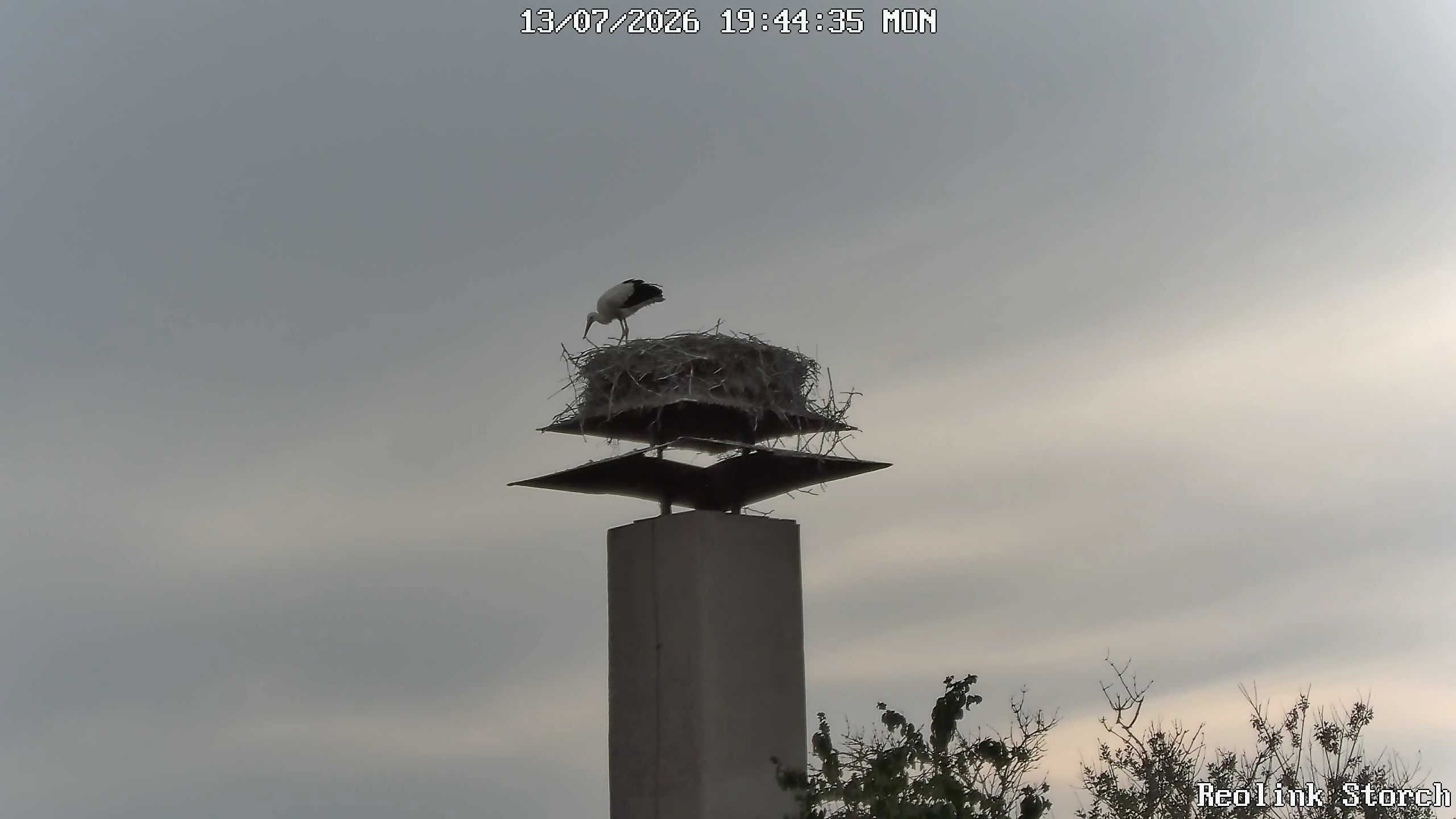 Storchencam Bild