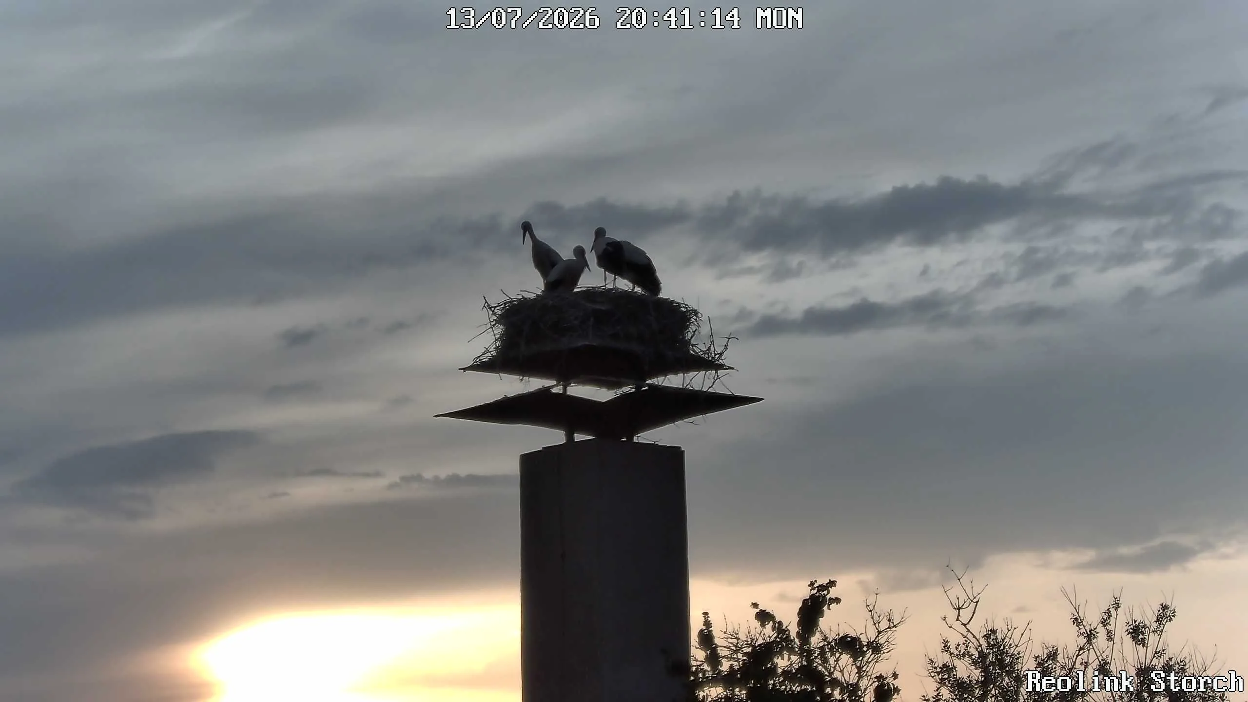 Storchencam Bild