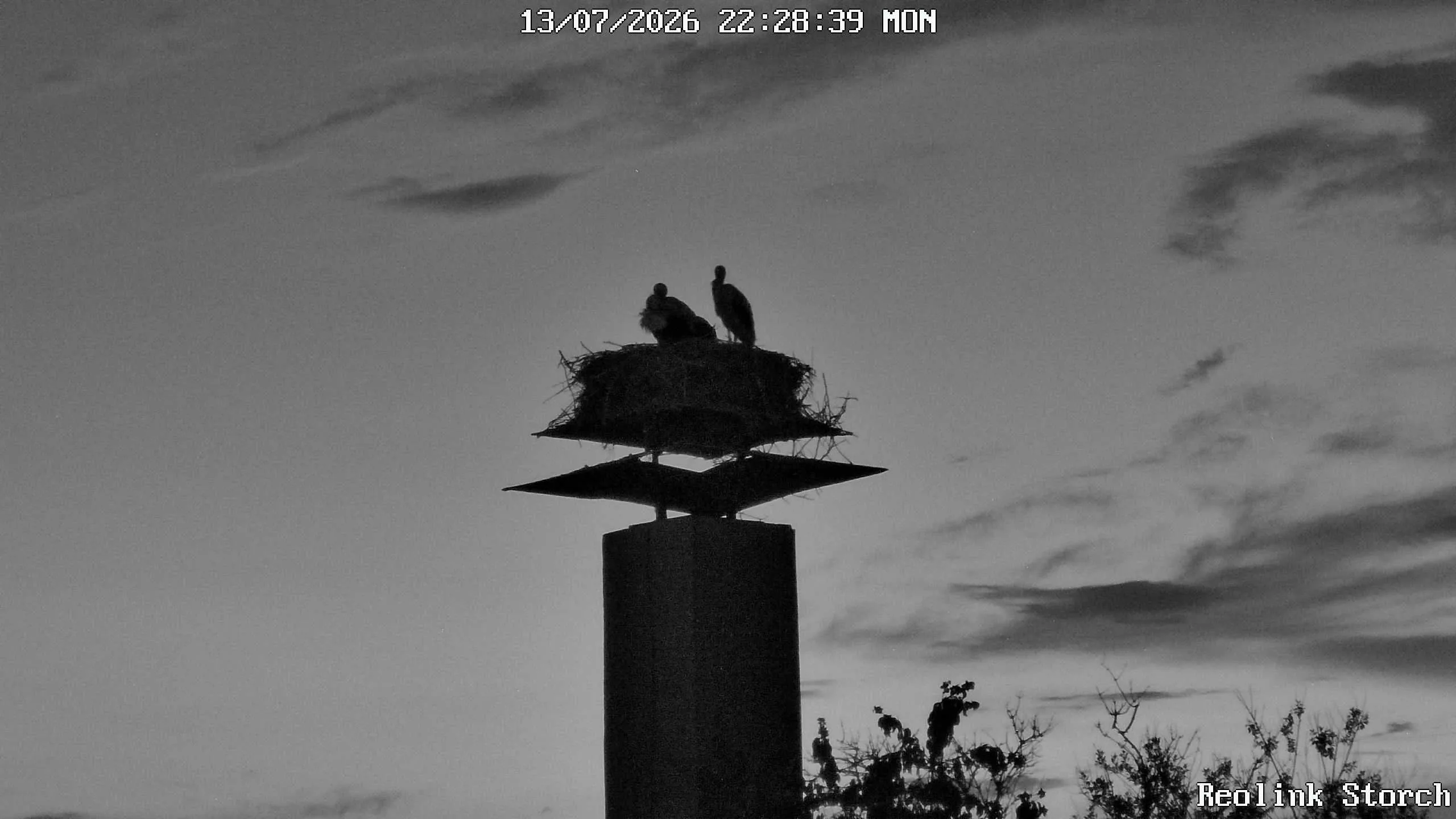 Storchencam Bild