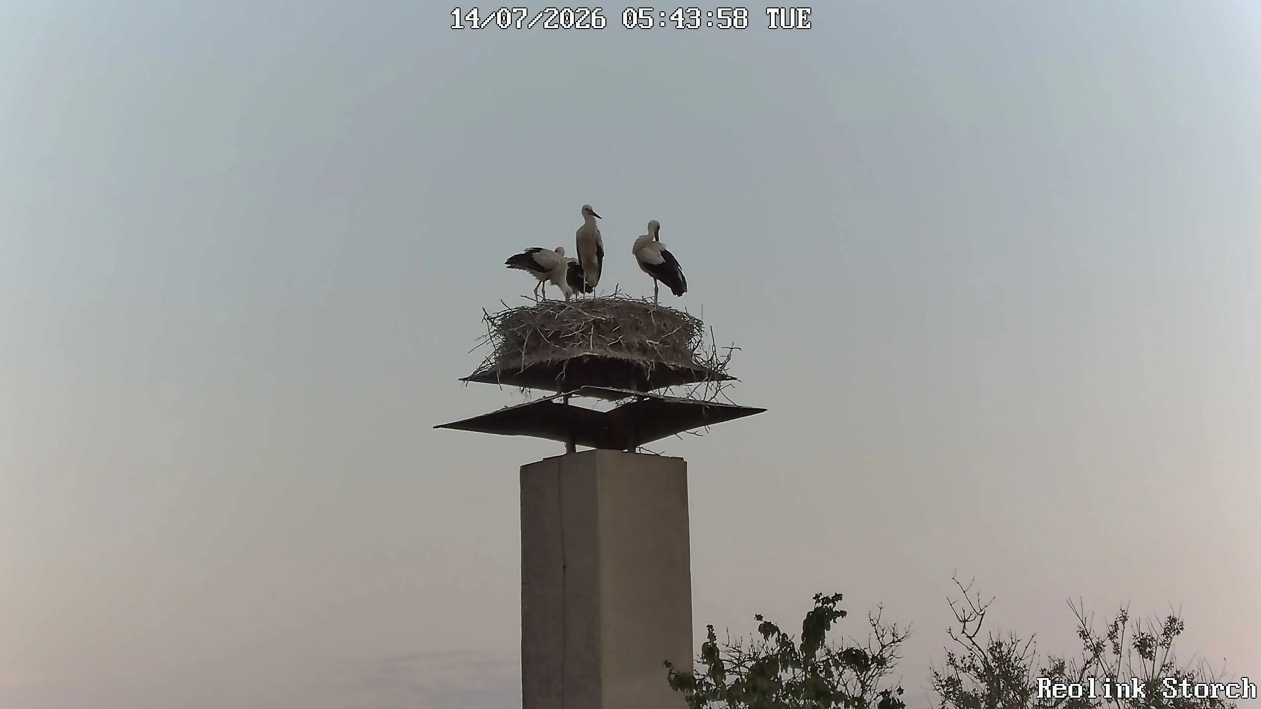 Storchencam Bild