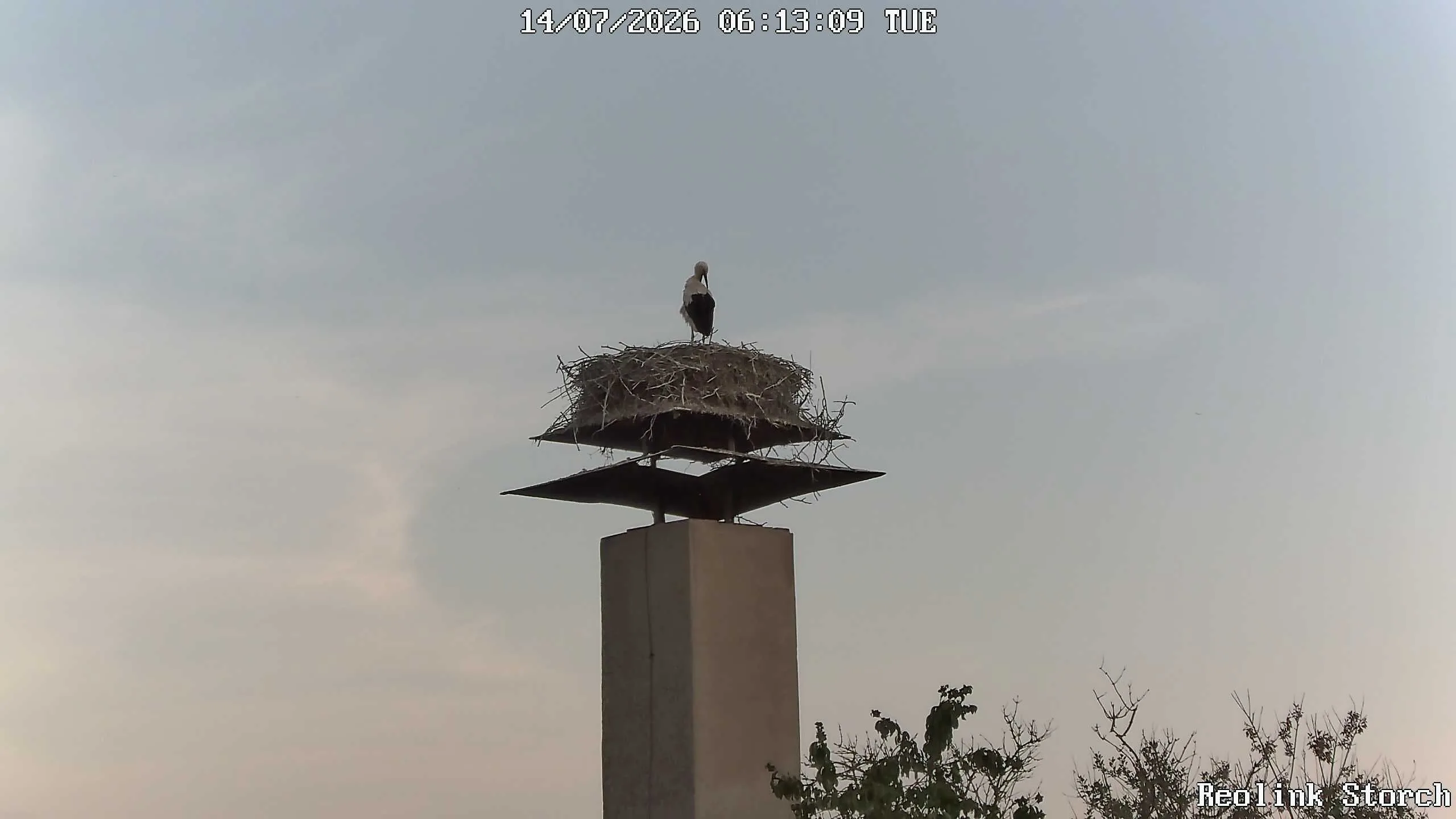 Storchencam Bild