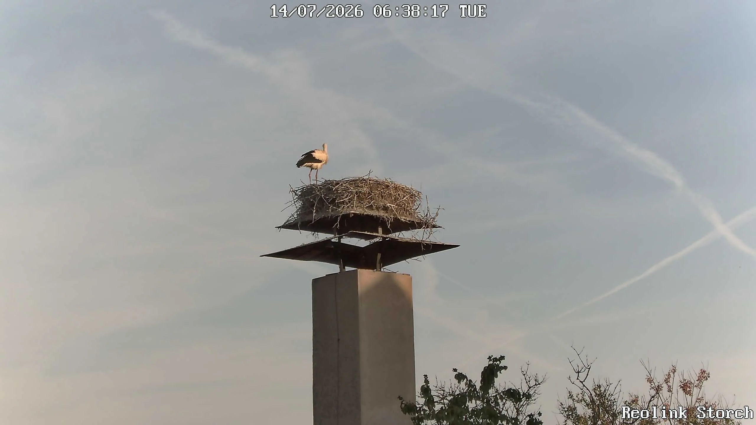 Storchencam Bild