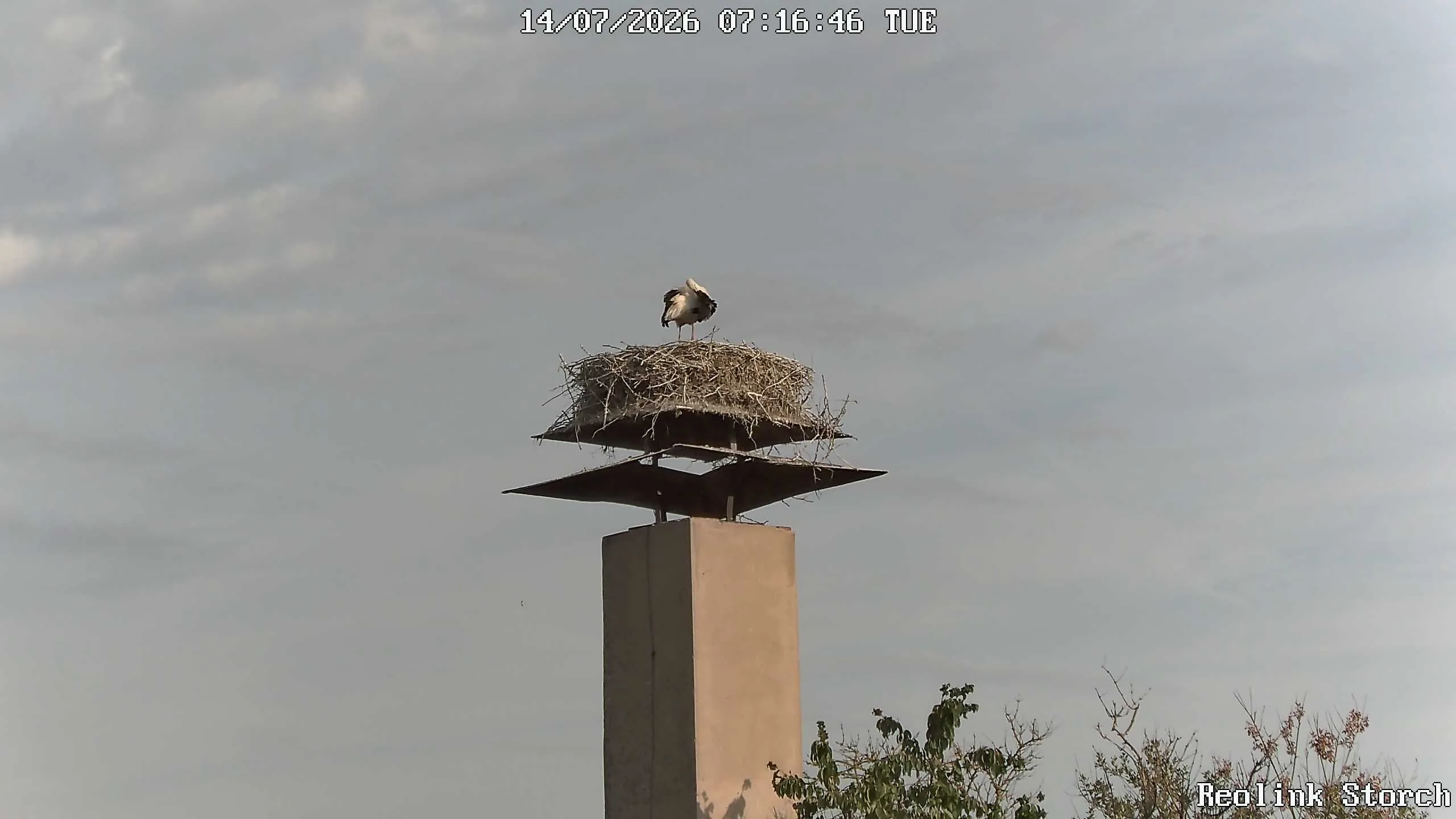 Storchencam Bild