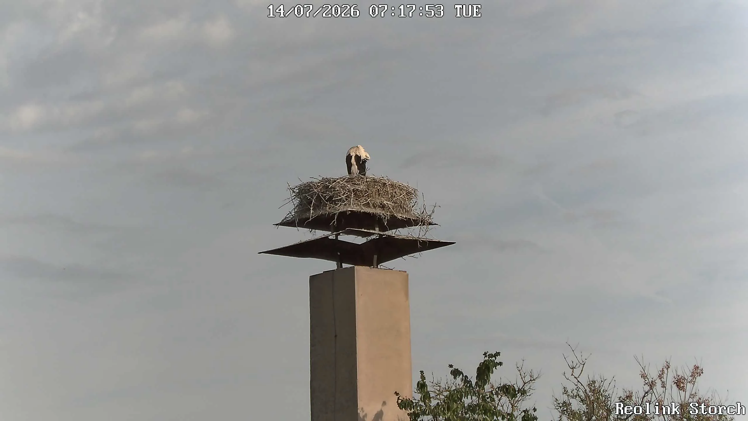 Storchencam Bild