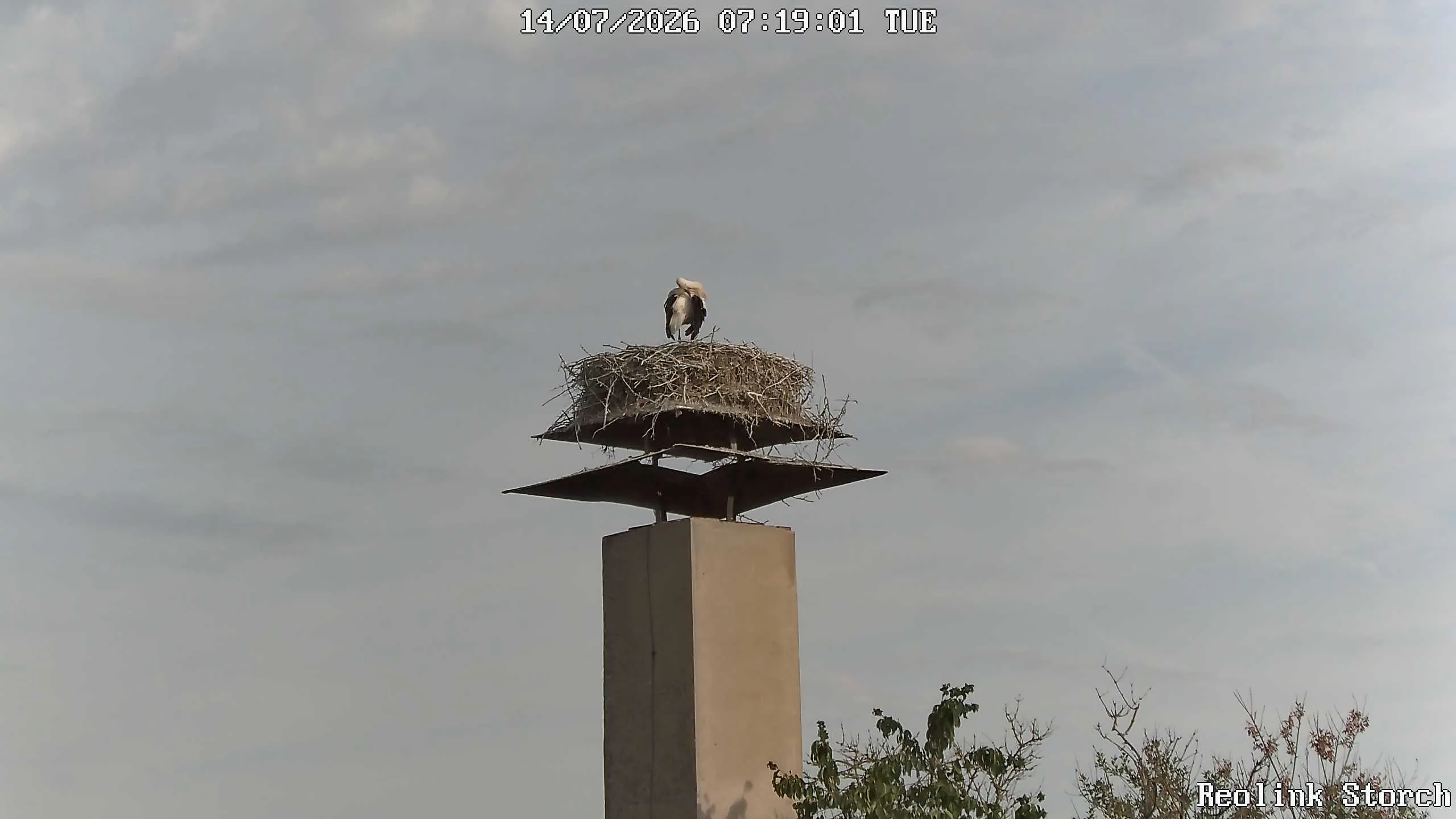 Storchencam Bild