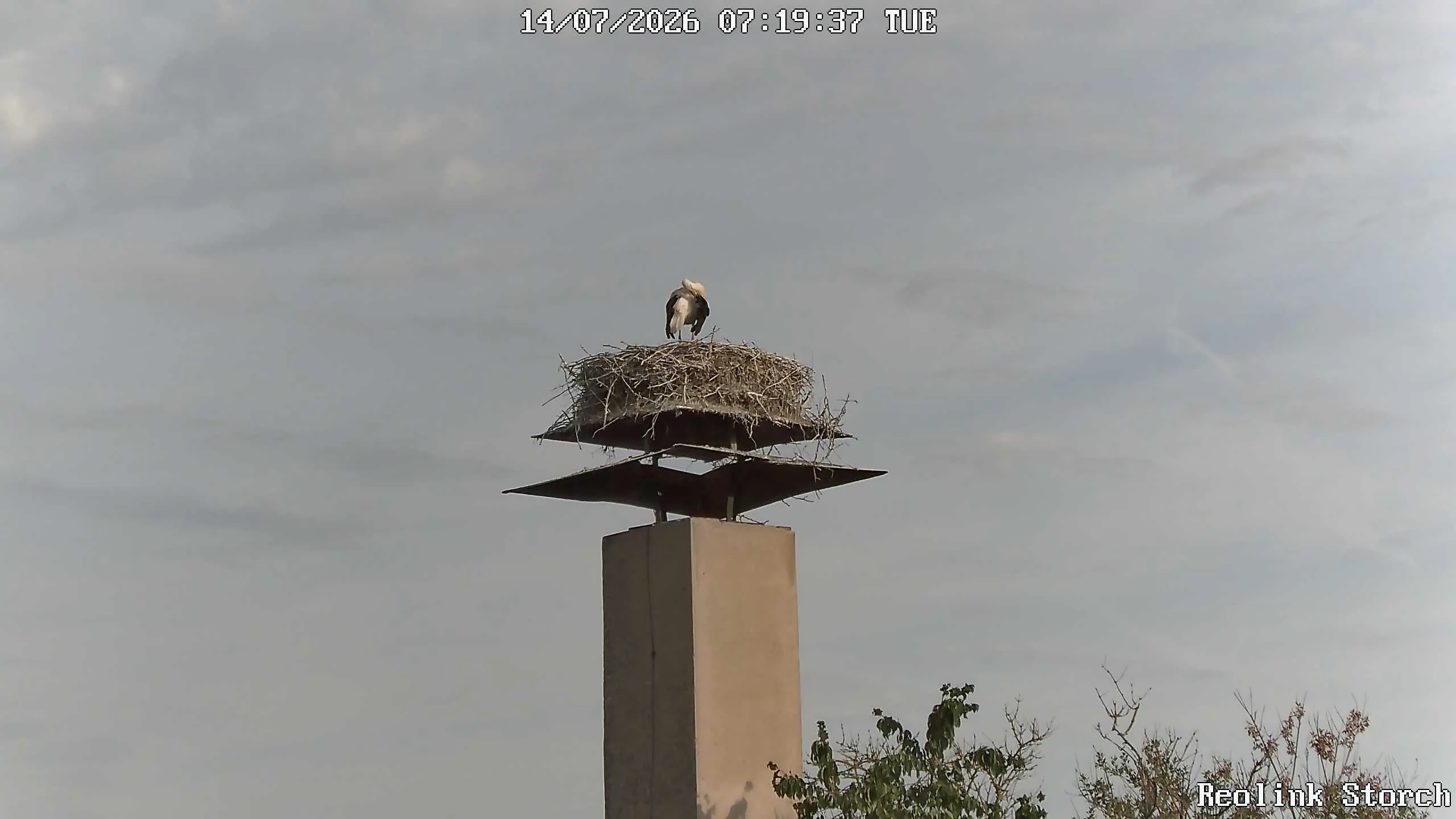 Storchencam Bild