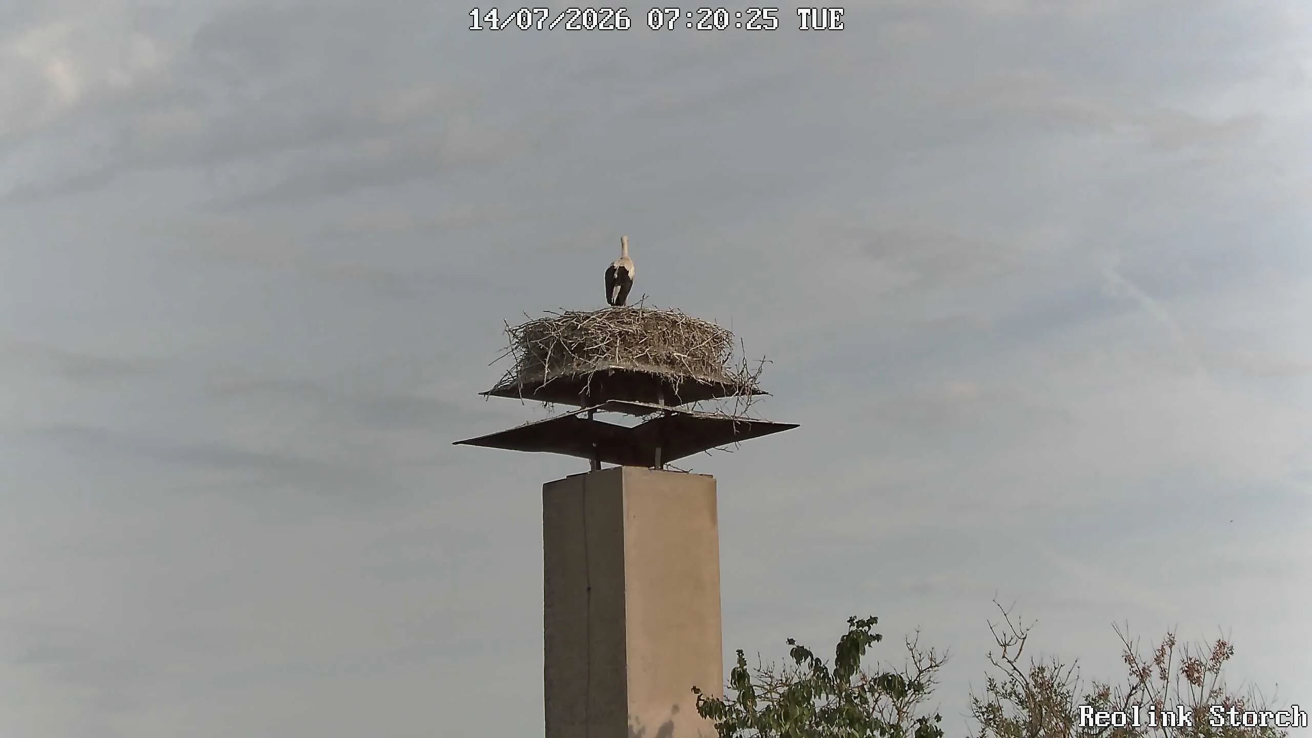 Storchencam Bild