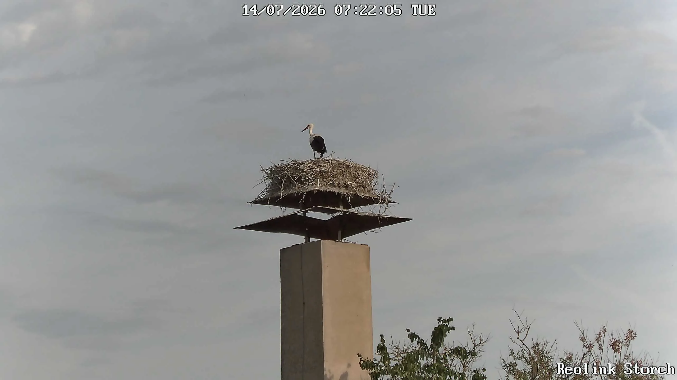 Storchencam Bild