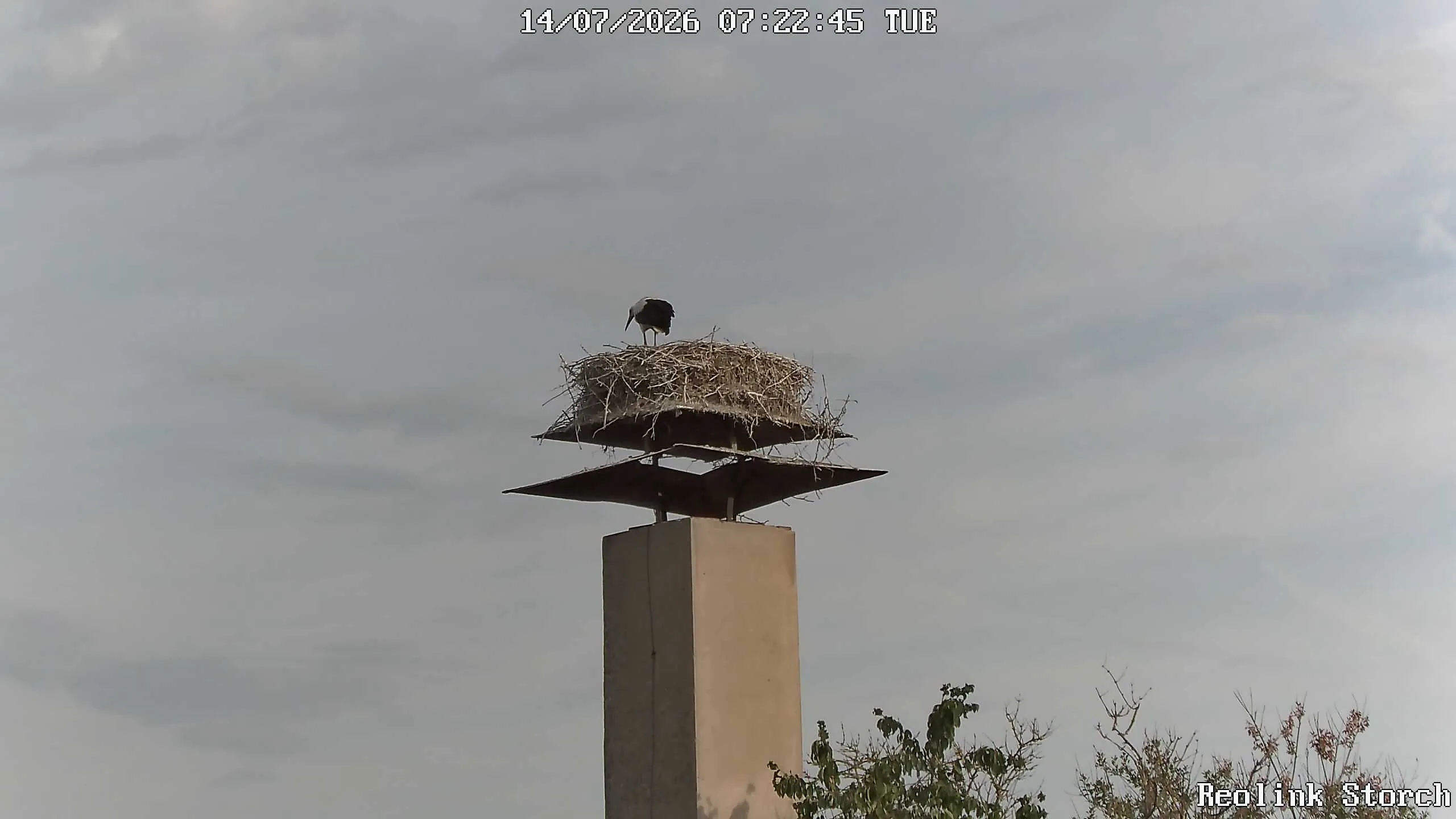 Storchencam Bild