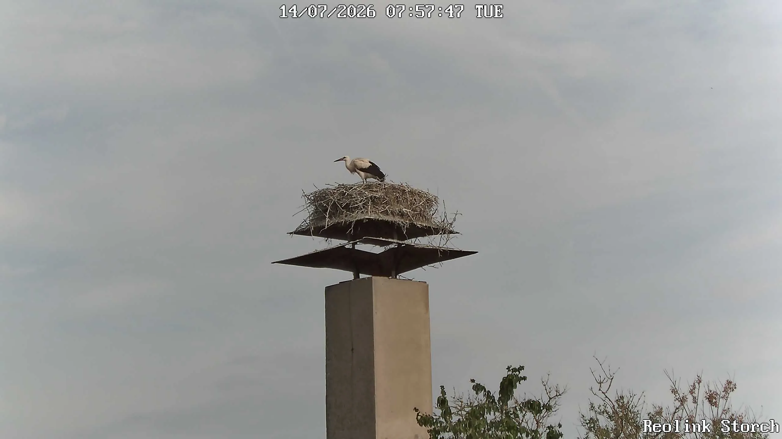 Storchencam Bild
