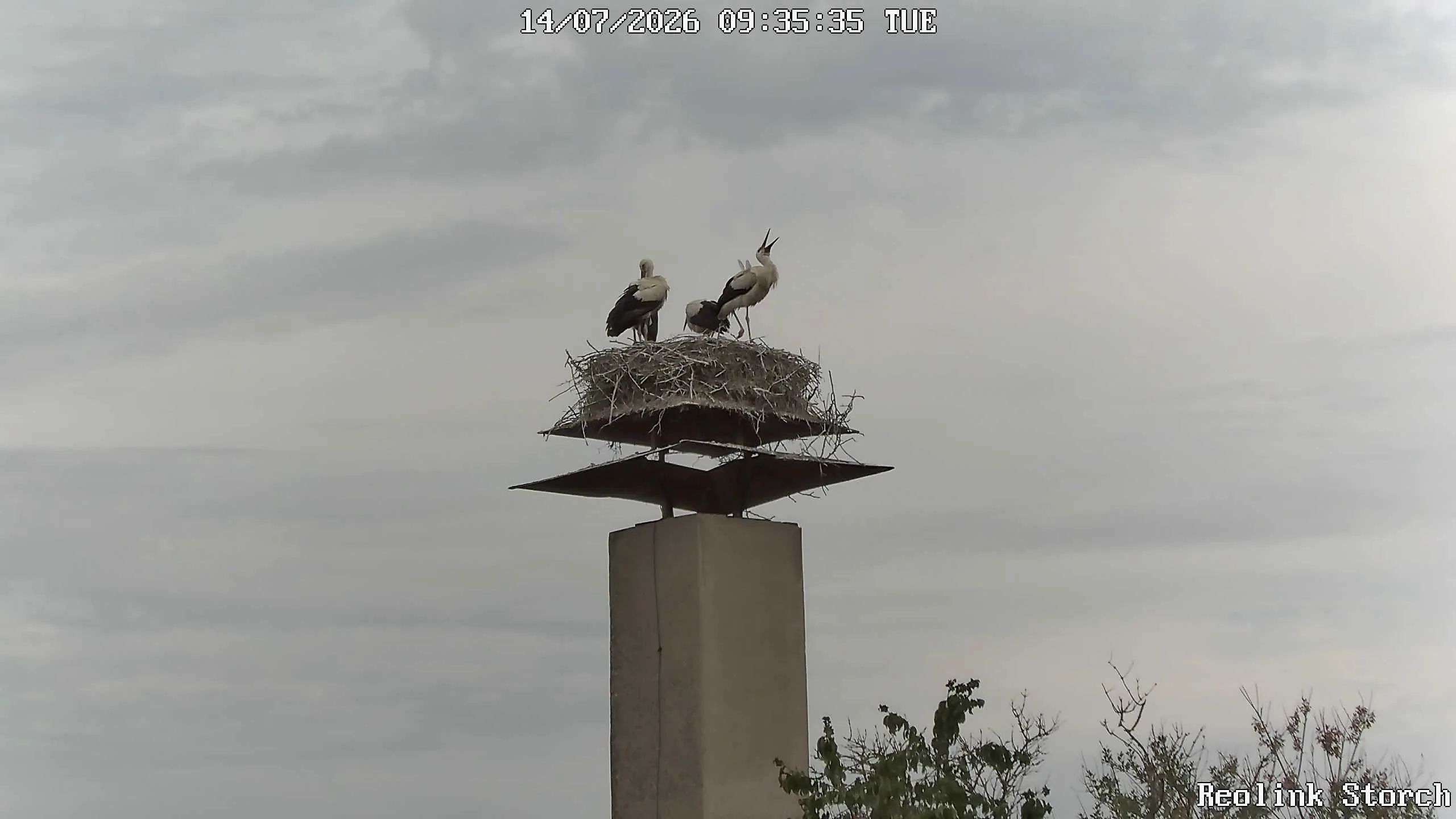 Storchencam Bild