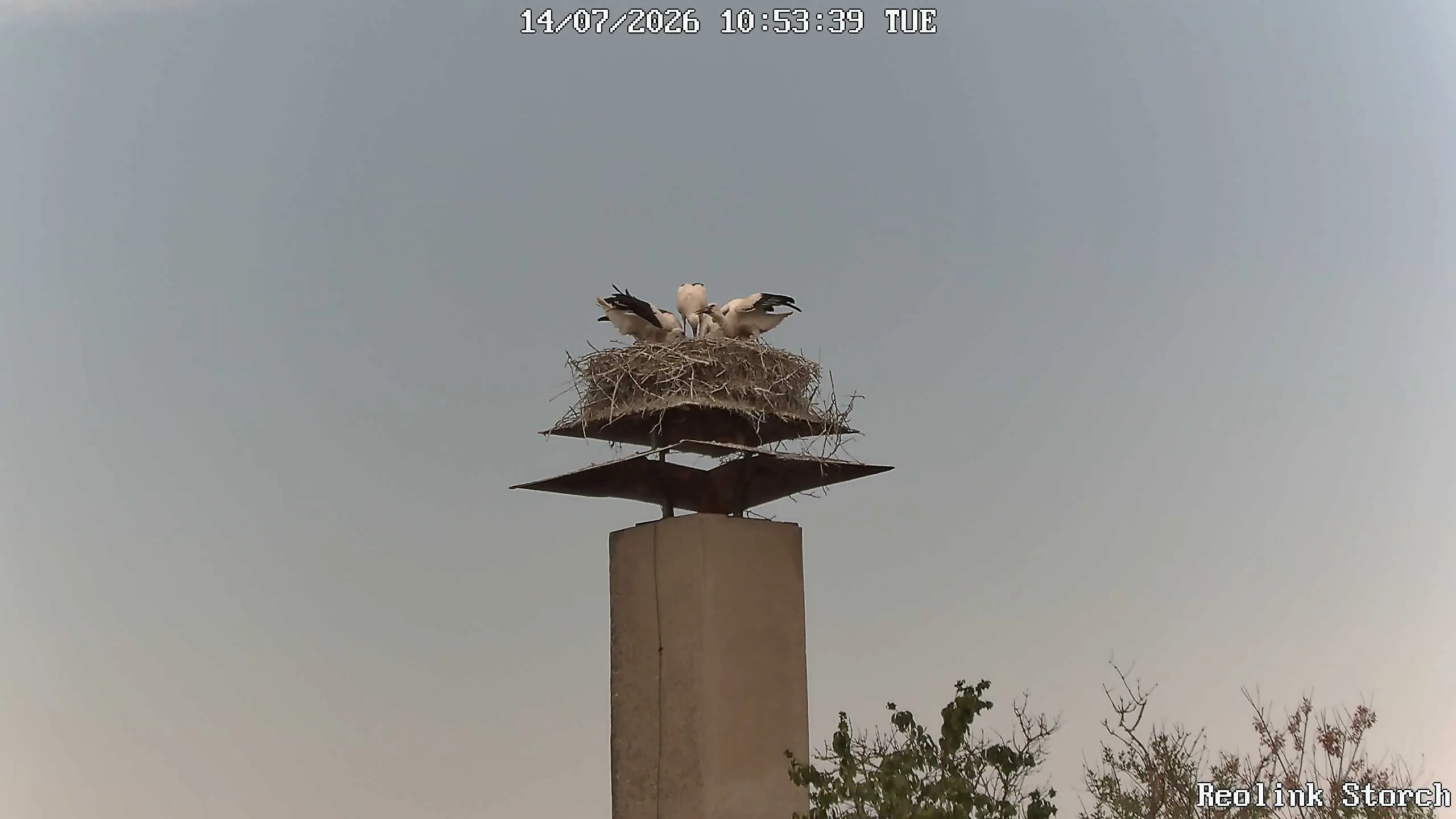 Storchencam Bild