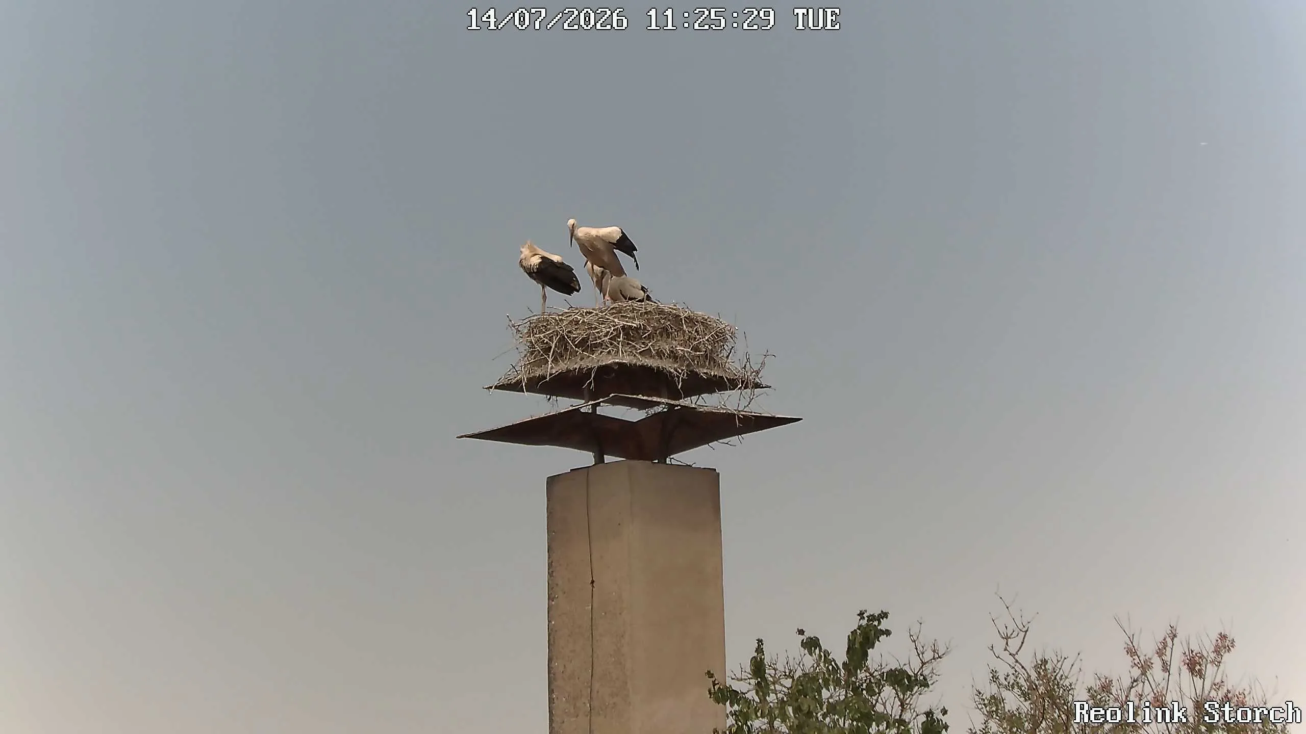 Storchencam Bild