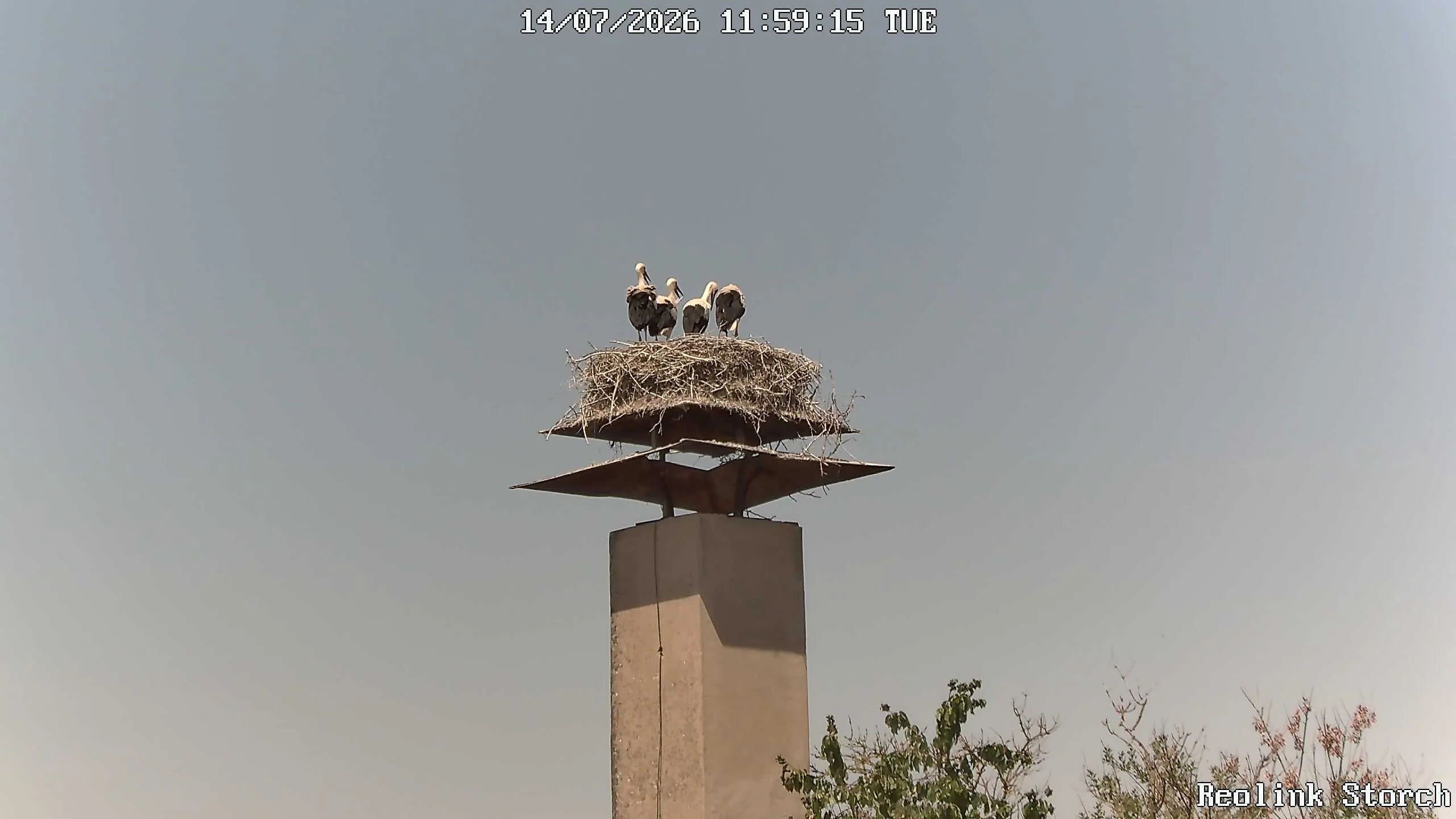 Storchencam Bild