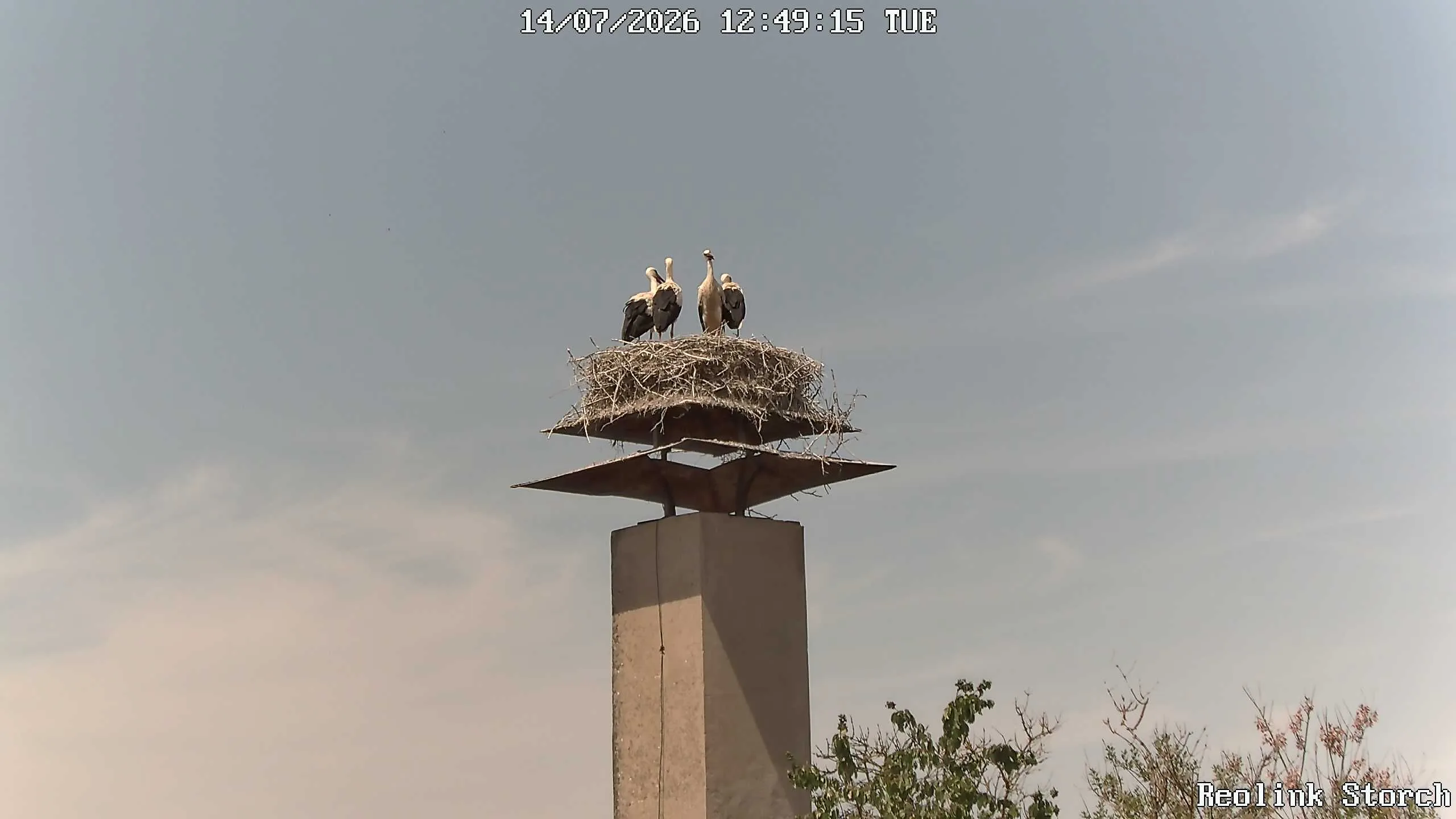 Storchencam Bild