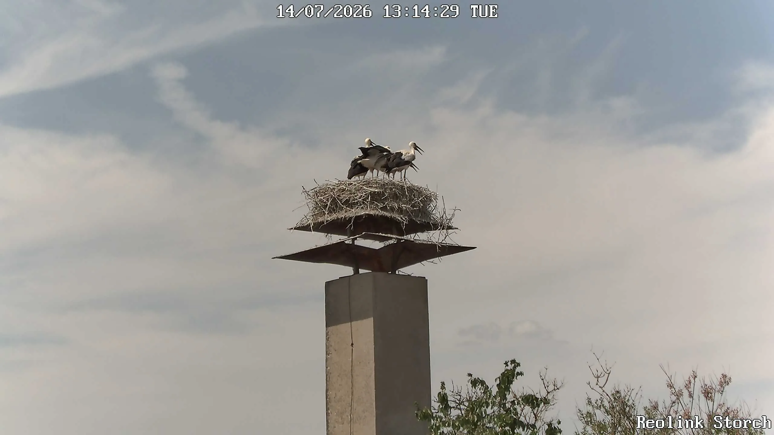 Storchencam Bild