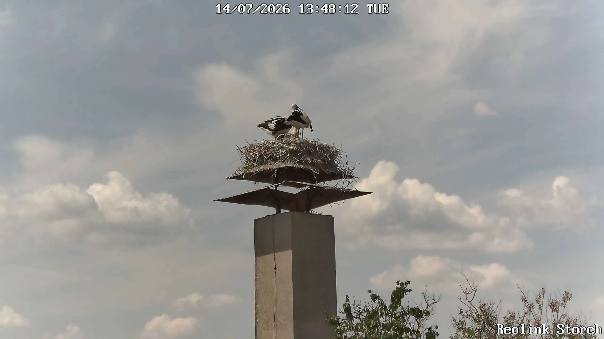 Storchencam Bild