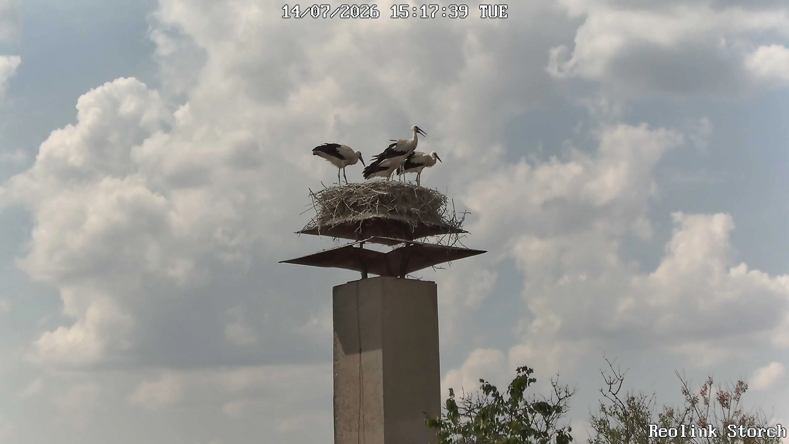 Storchencam Bild