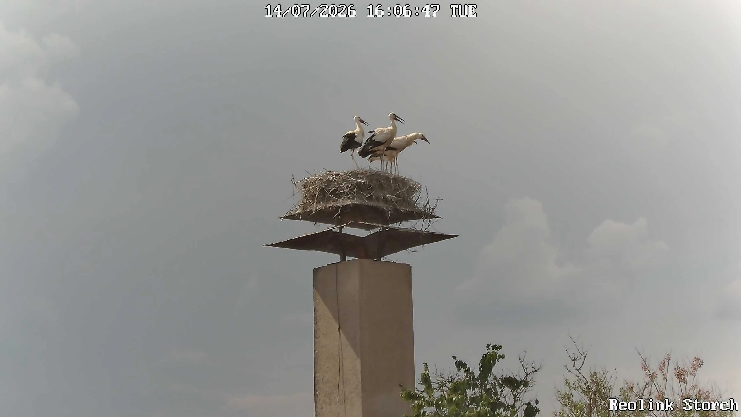 Storchencam Bild