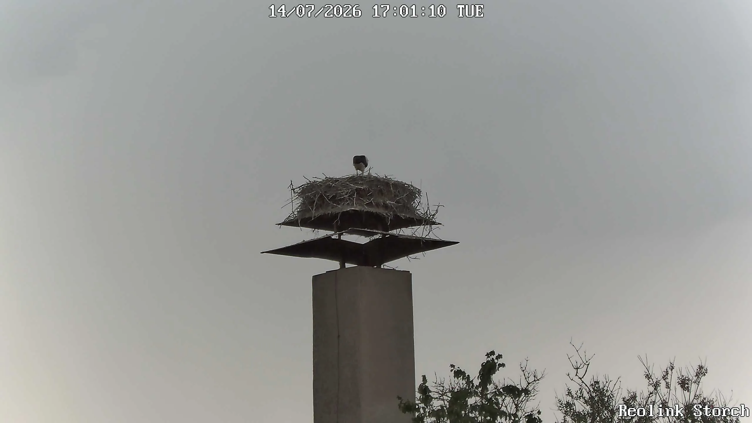 Storchencam Bild