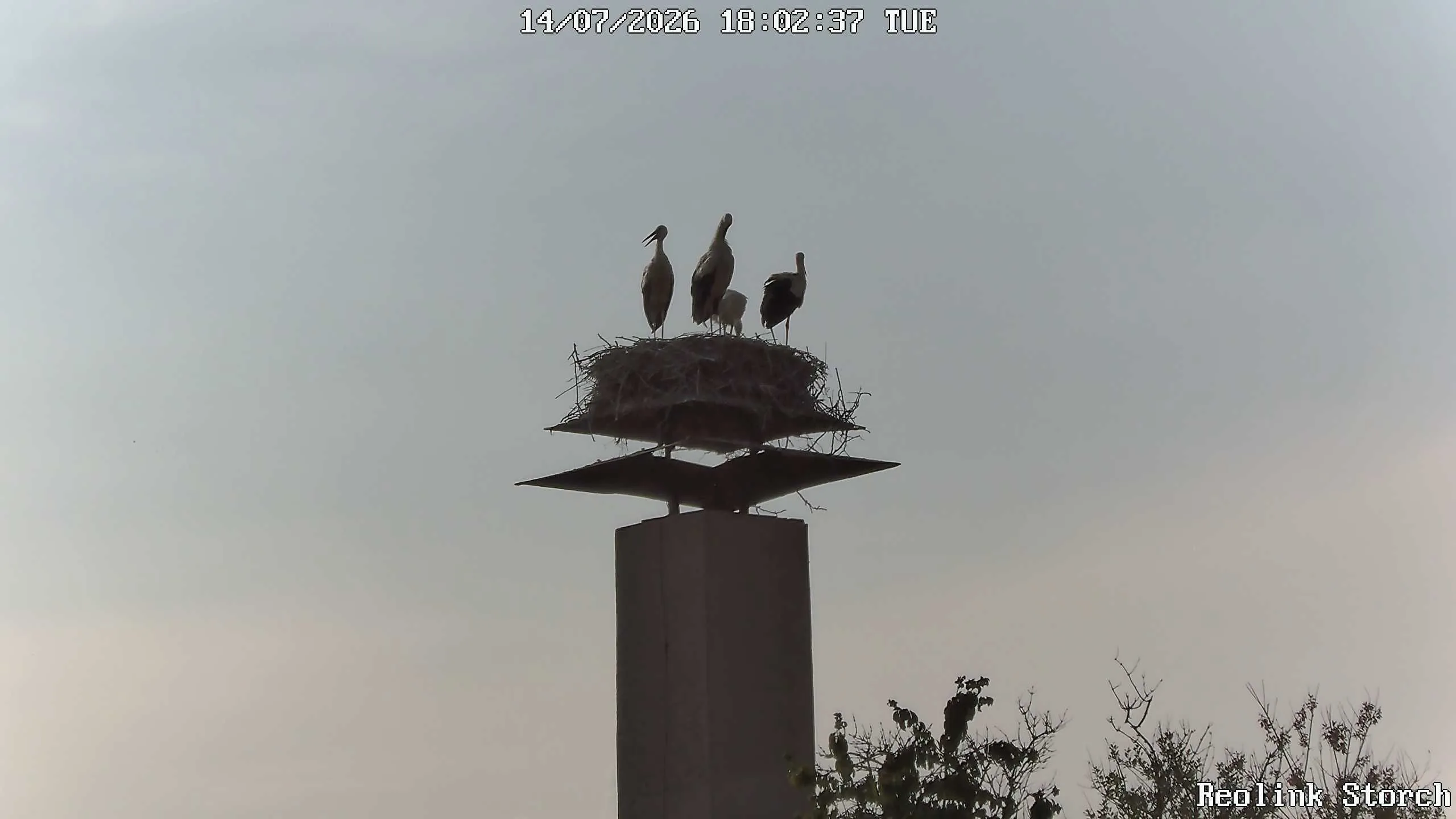 Storchencam Bild
