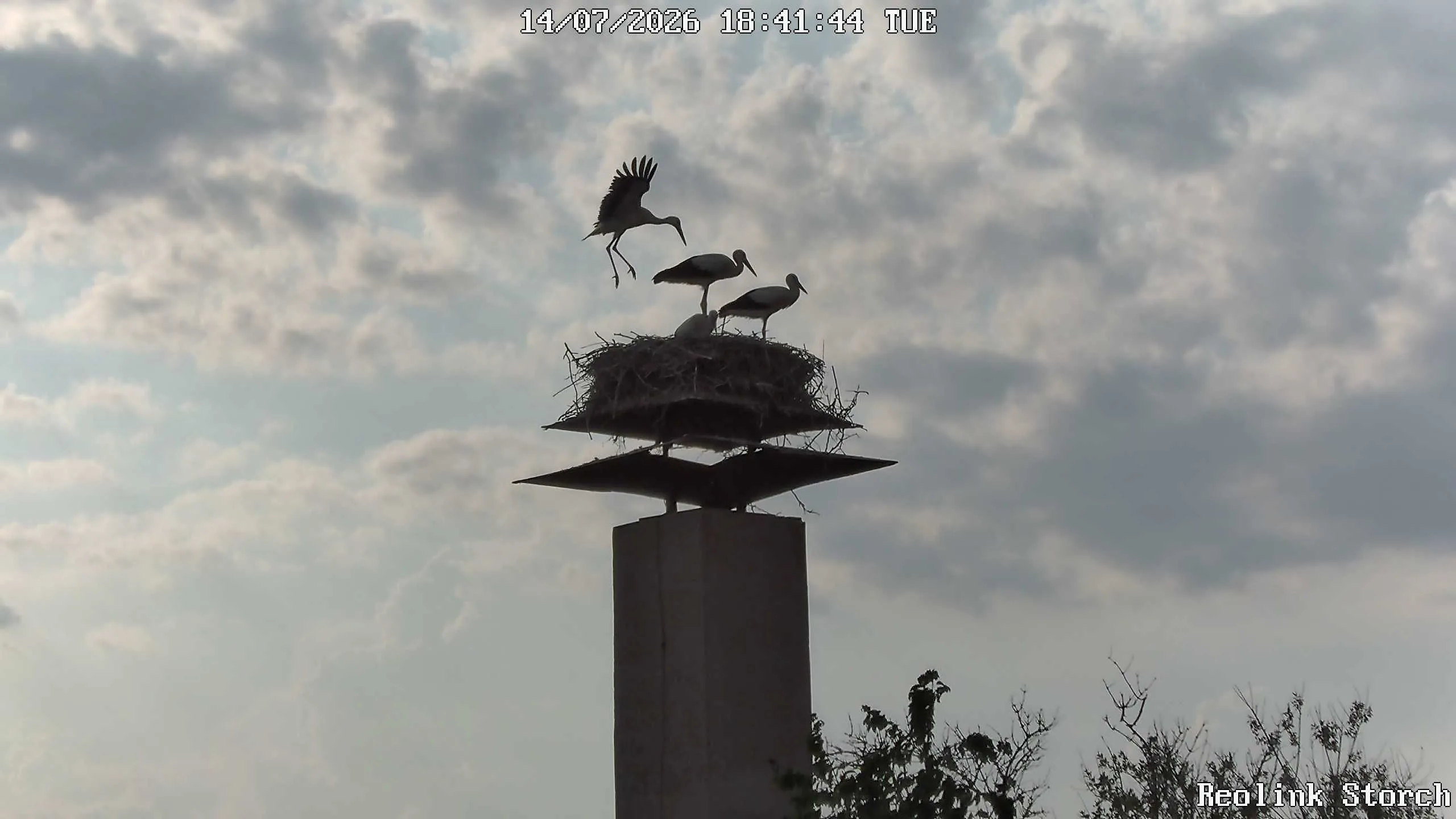 Storchencam Bild