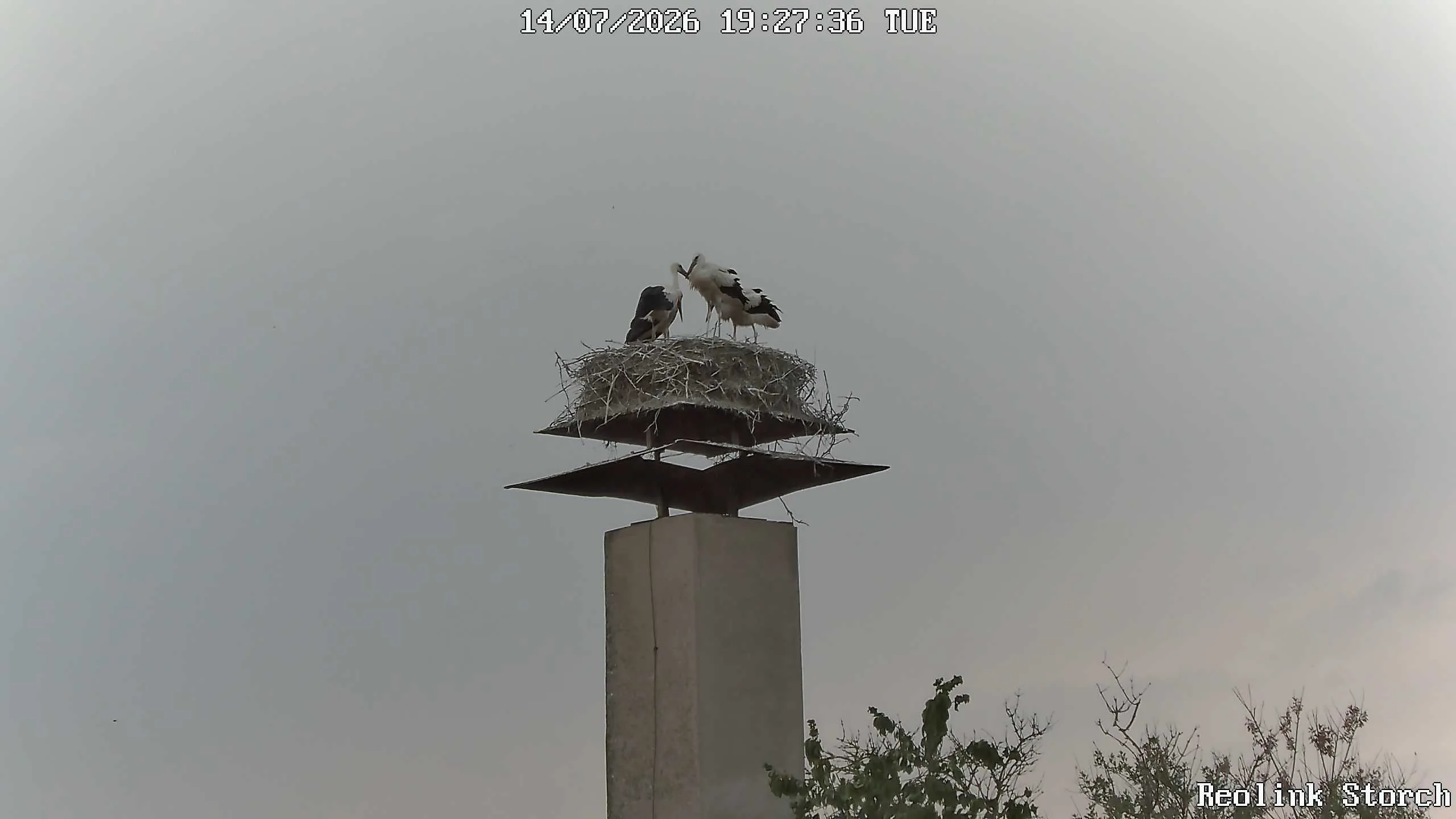 Storchencam Bild