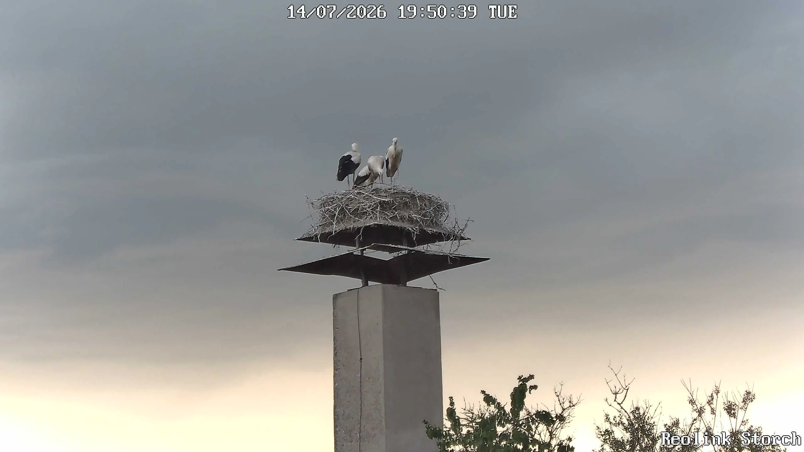 Storchencam Bild