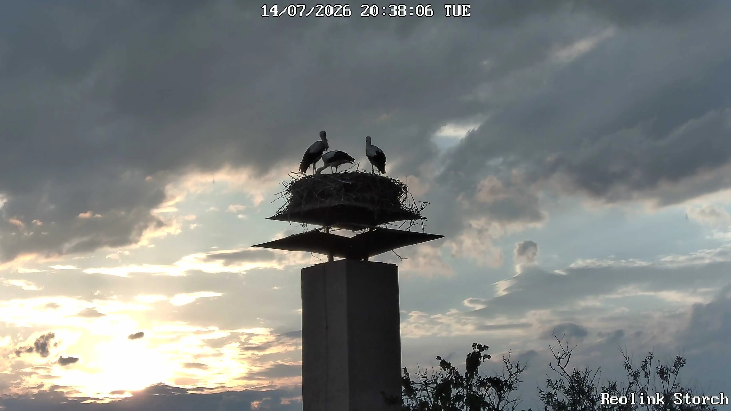 Storchencam Bild