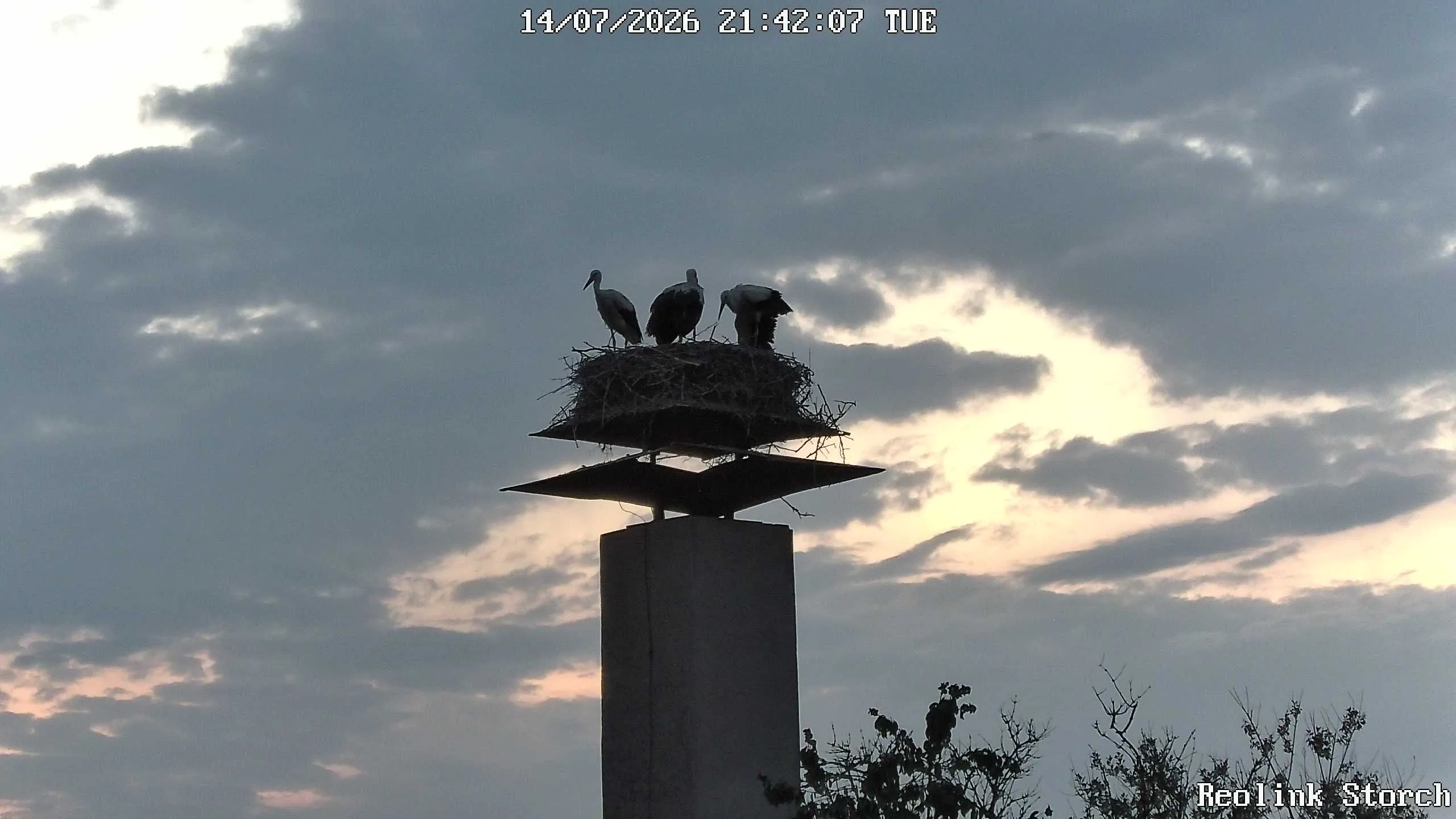 Storchencam Bild