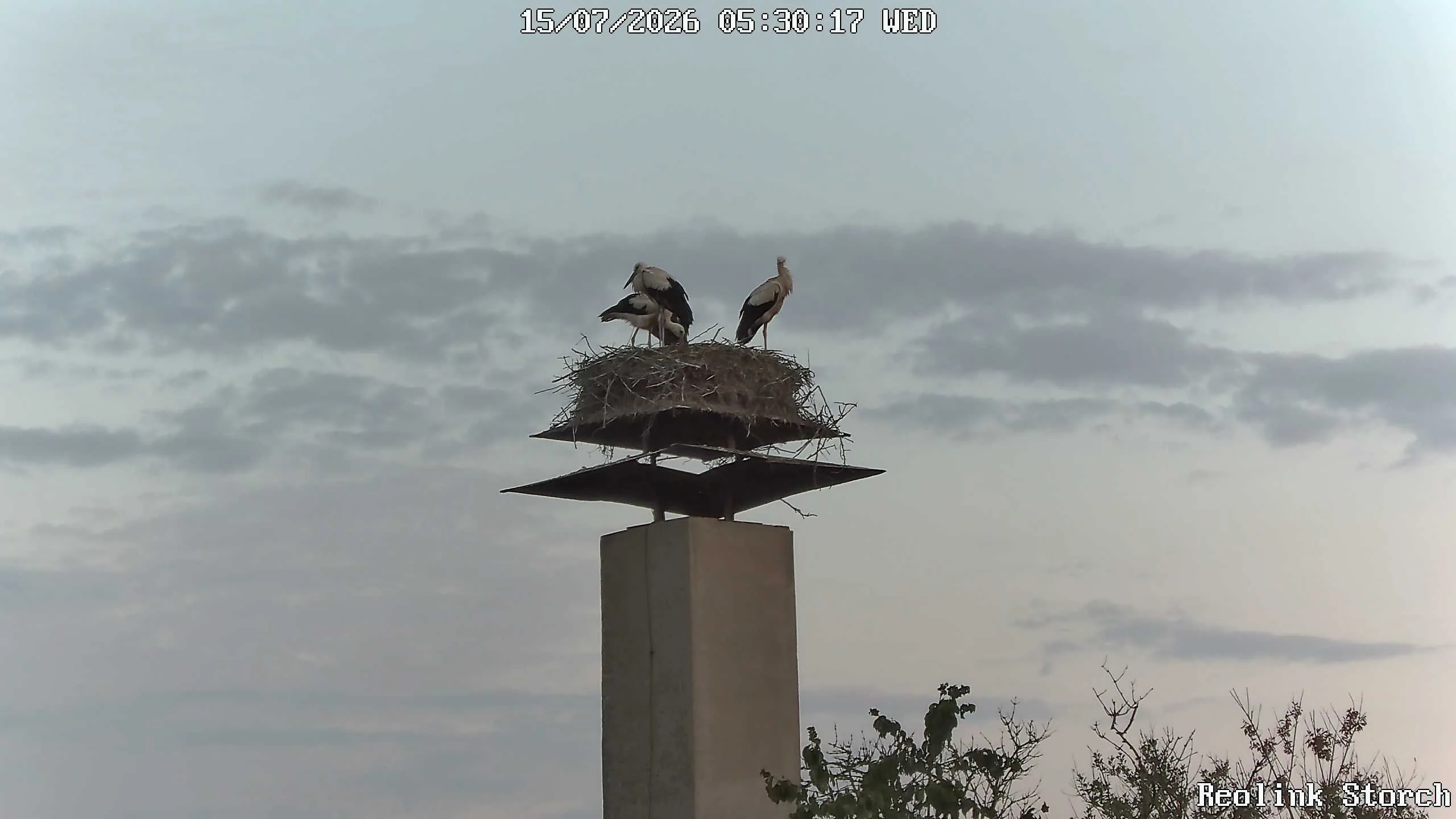 Storchencam Bild