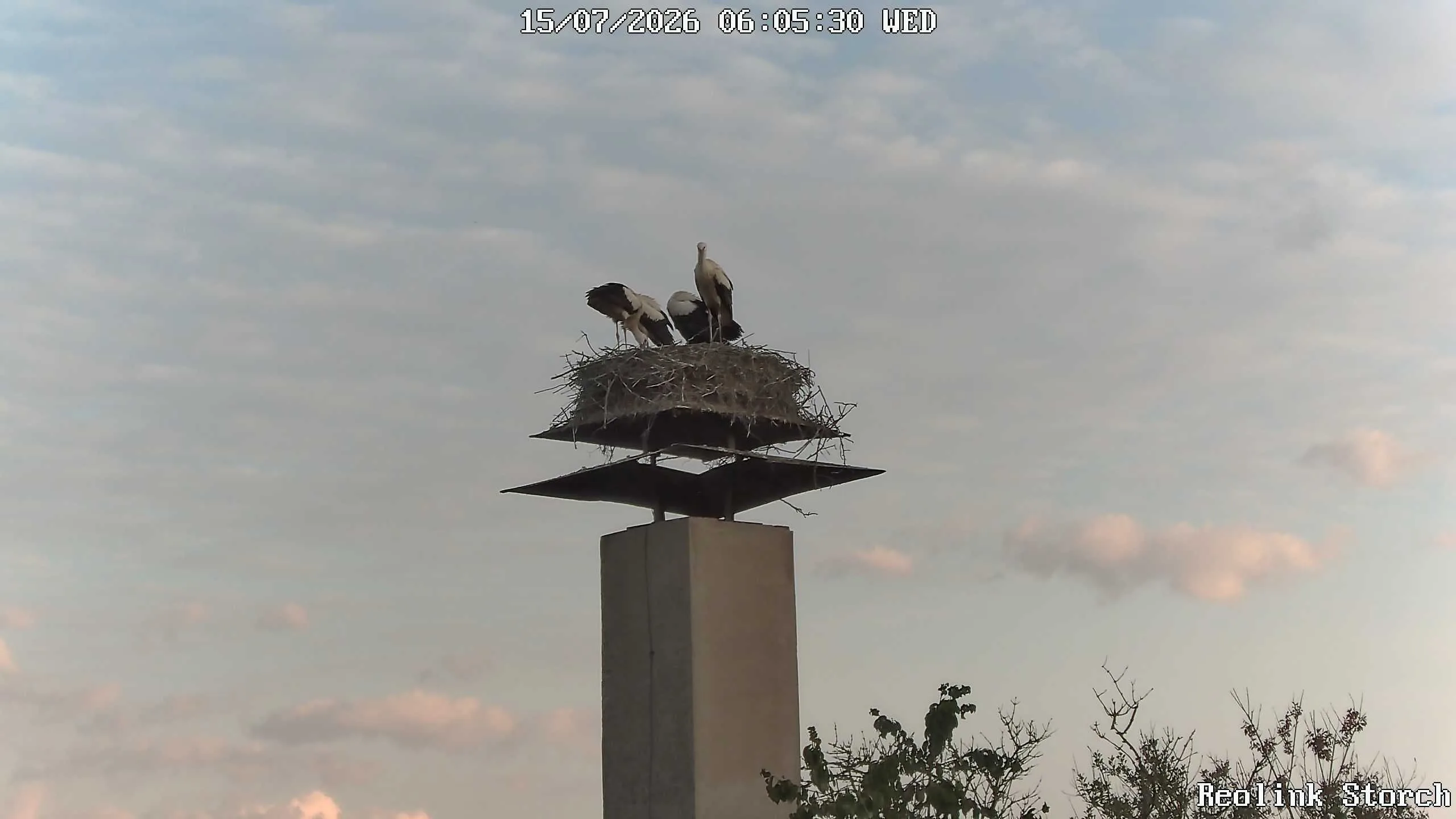 Storchencam Bild