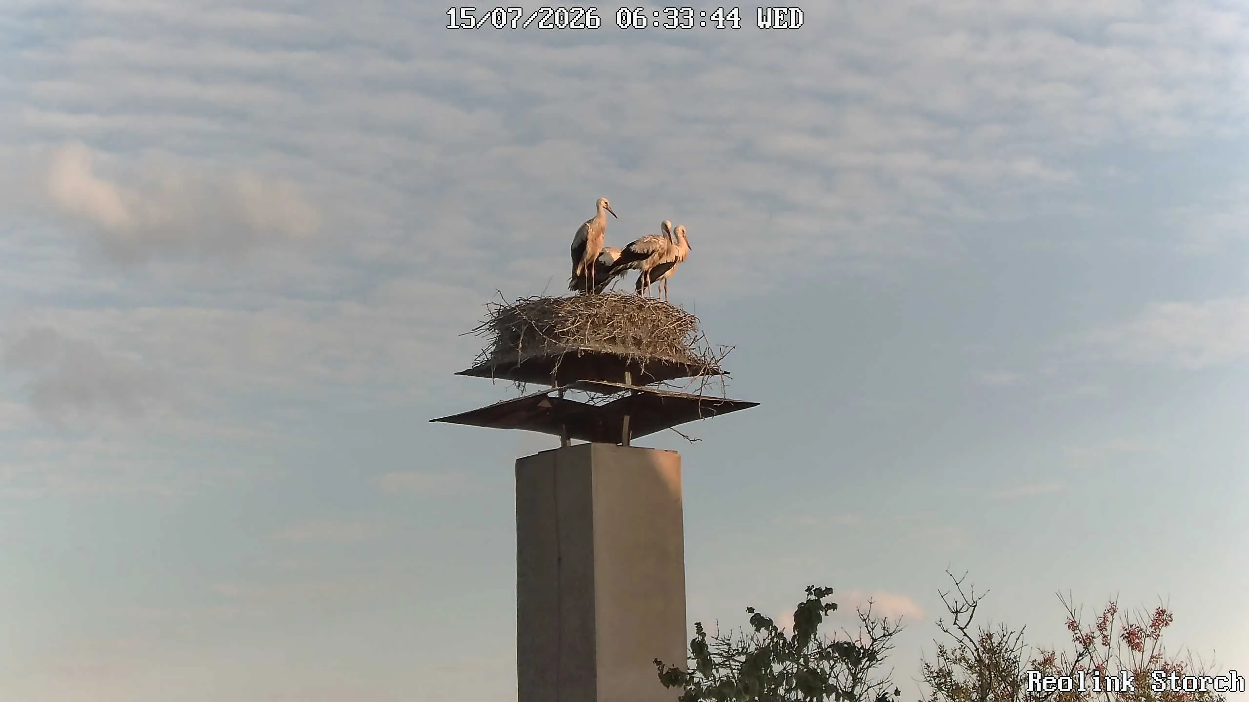 Storchencam Bild