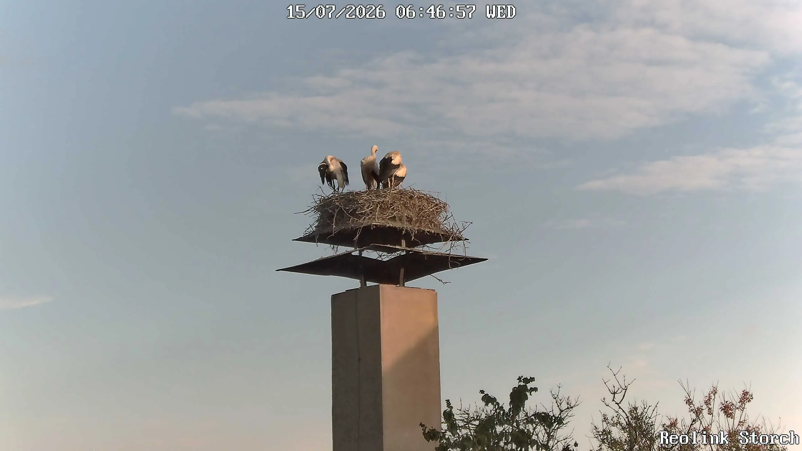 Storchencam Bild