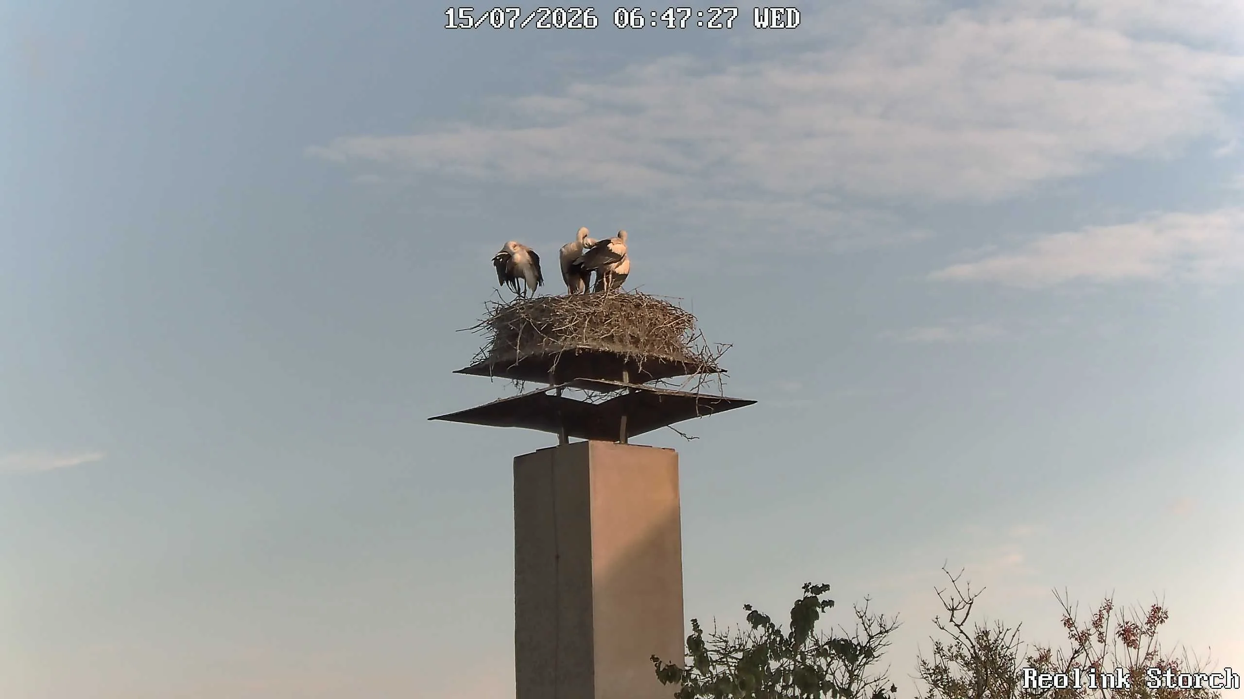 Storchencam Bild