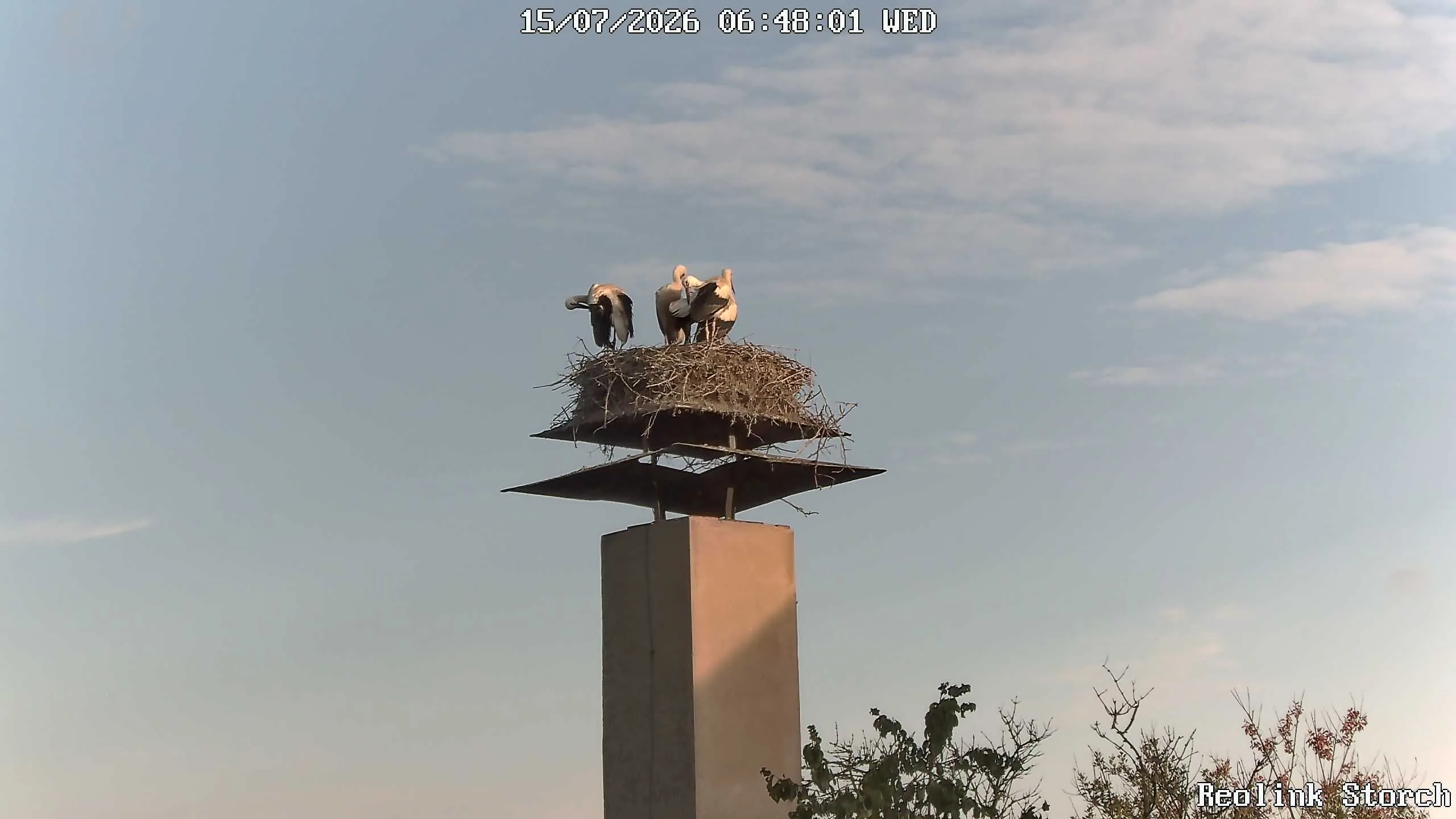 Storchencam Bild