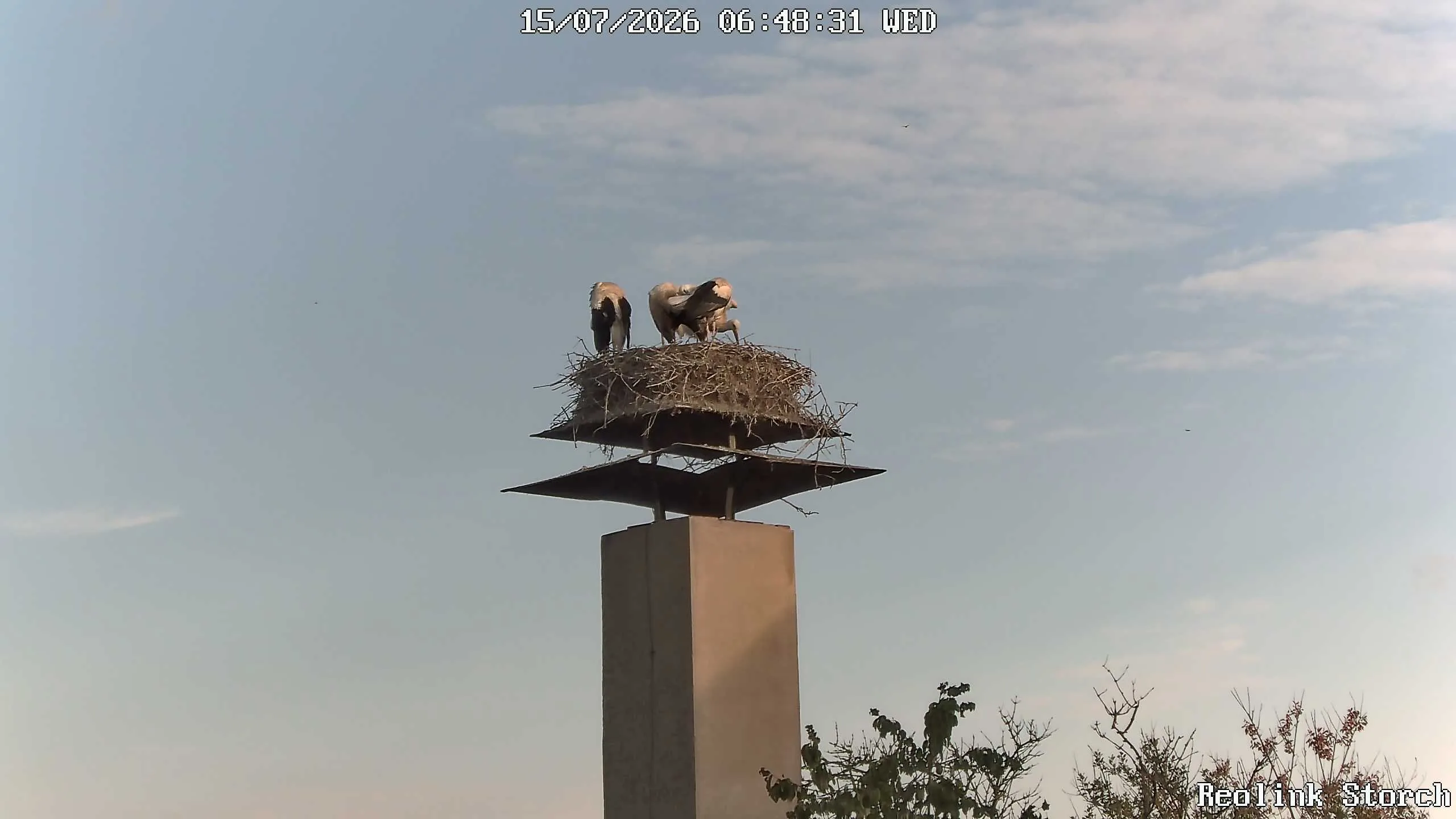 Storchencam Bild