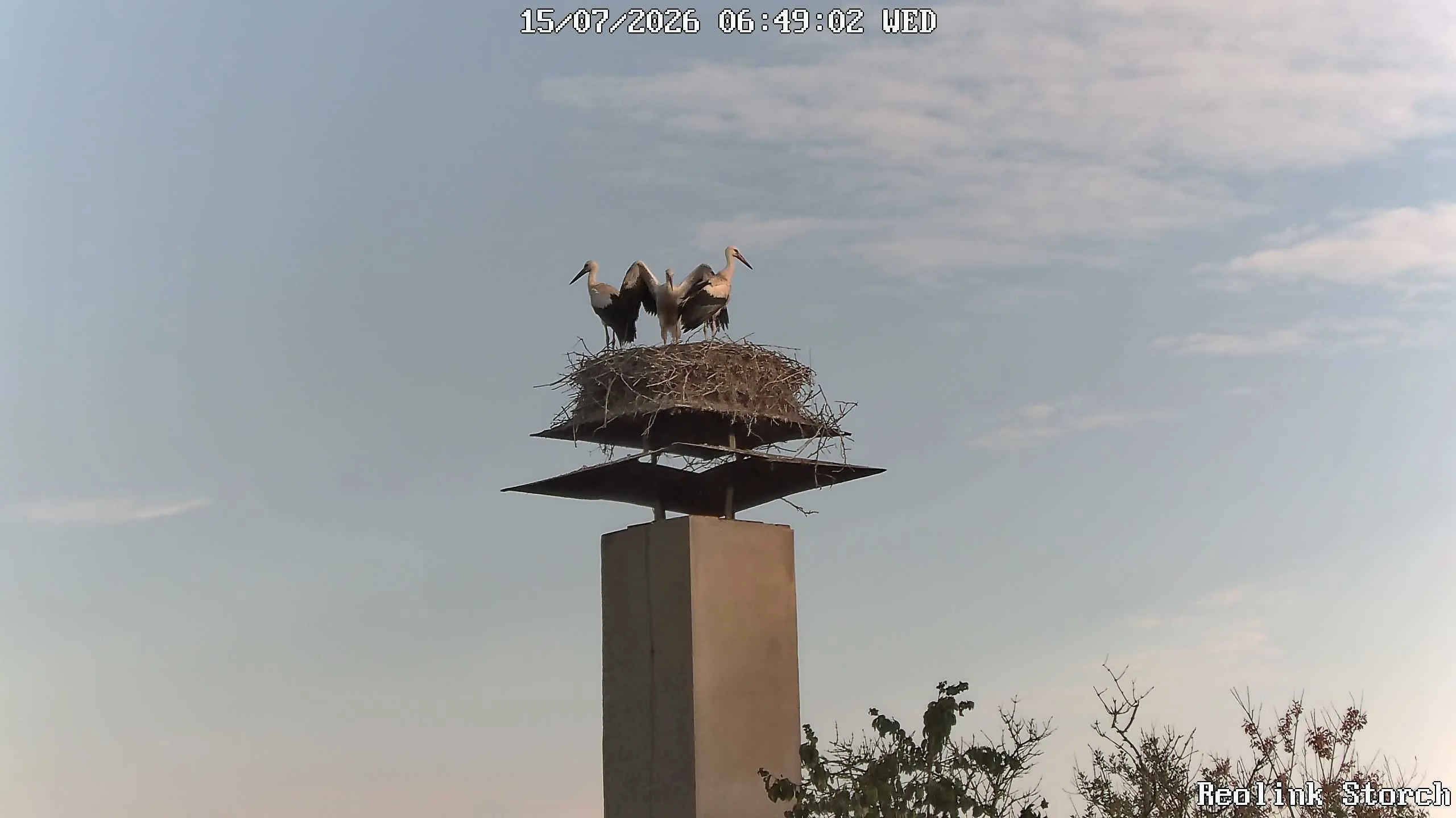 Storchencam Bild