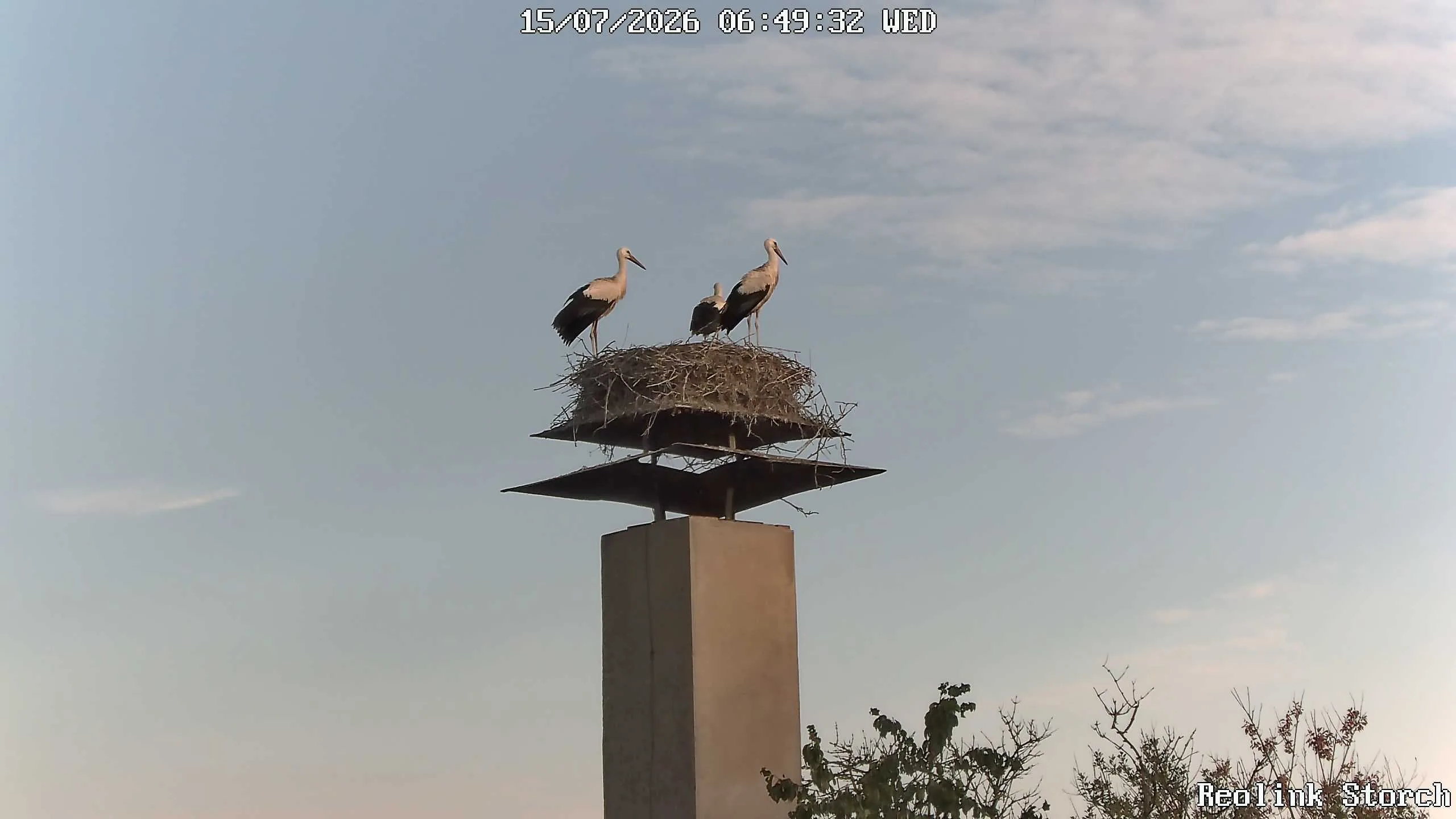 Storchencam Bild