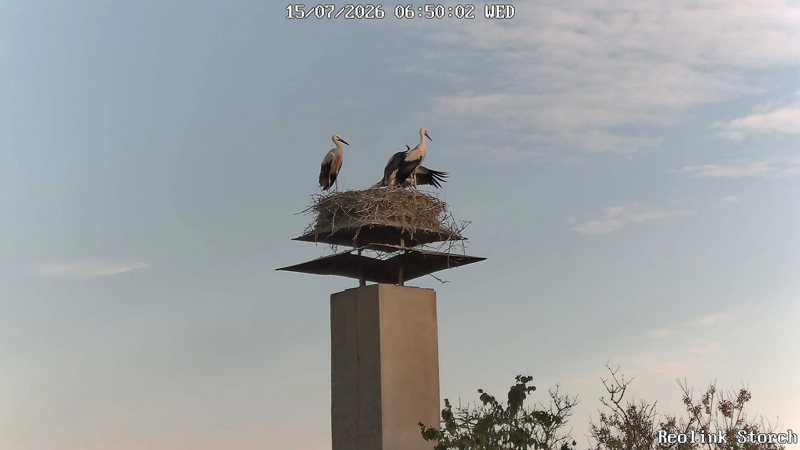 Storchencam Bild