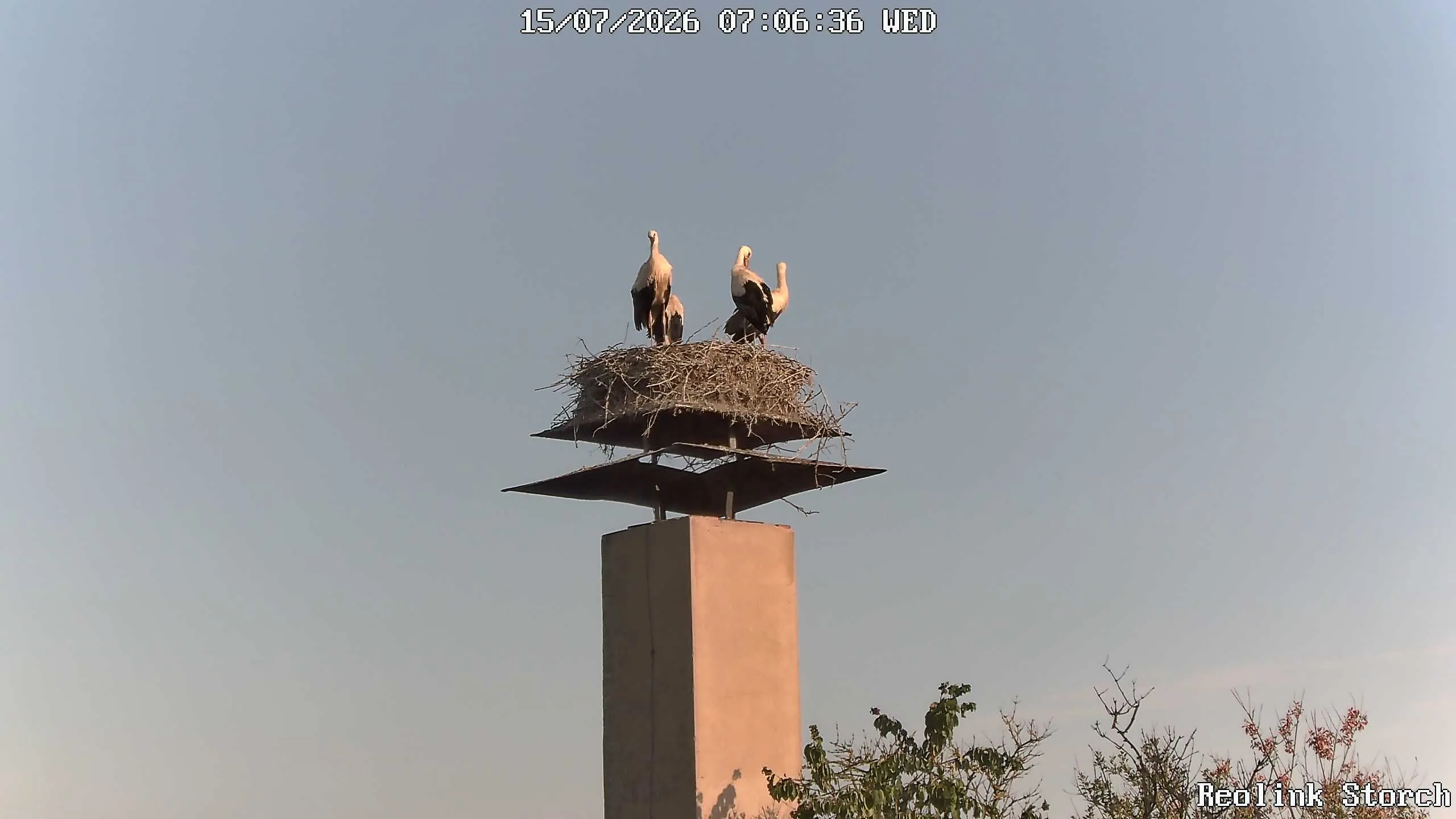 Storchencam Bild