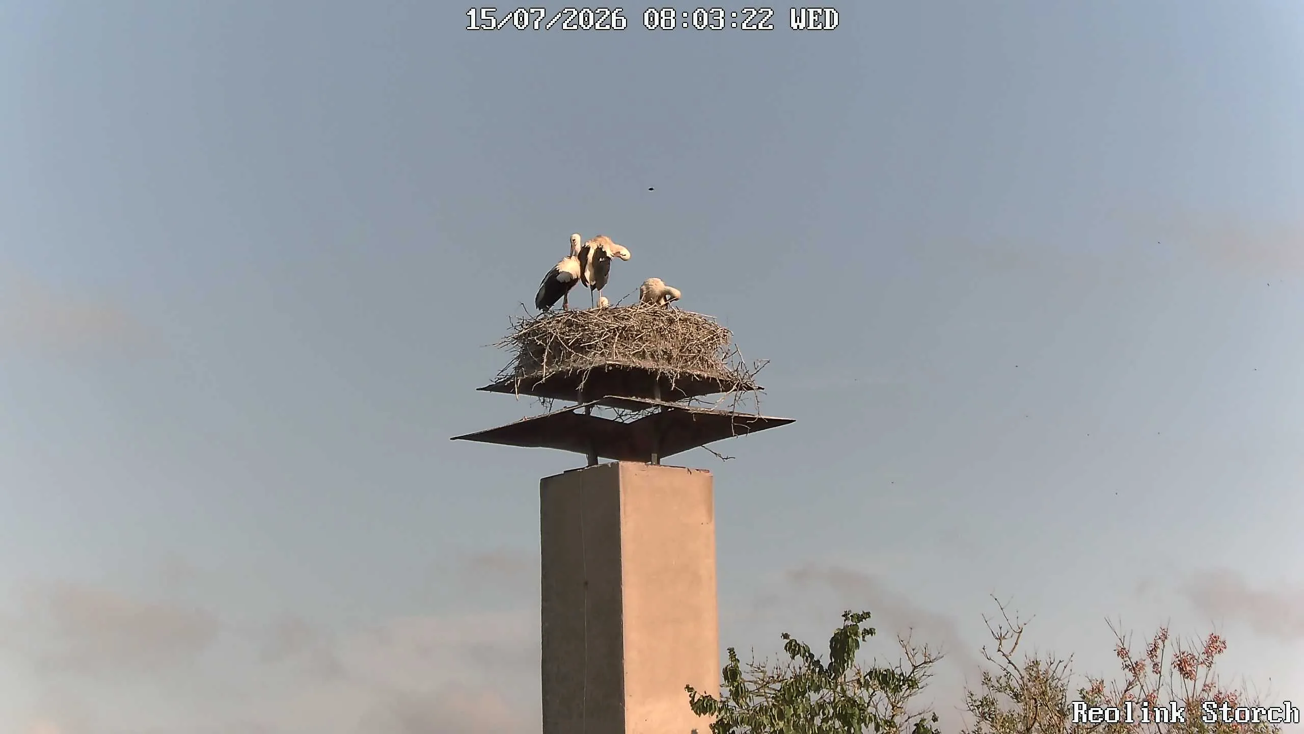 Storchencam Bild