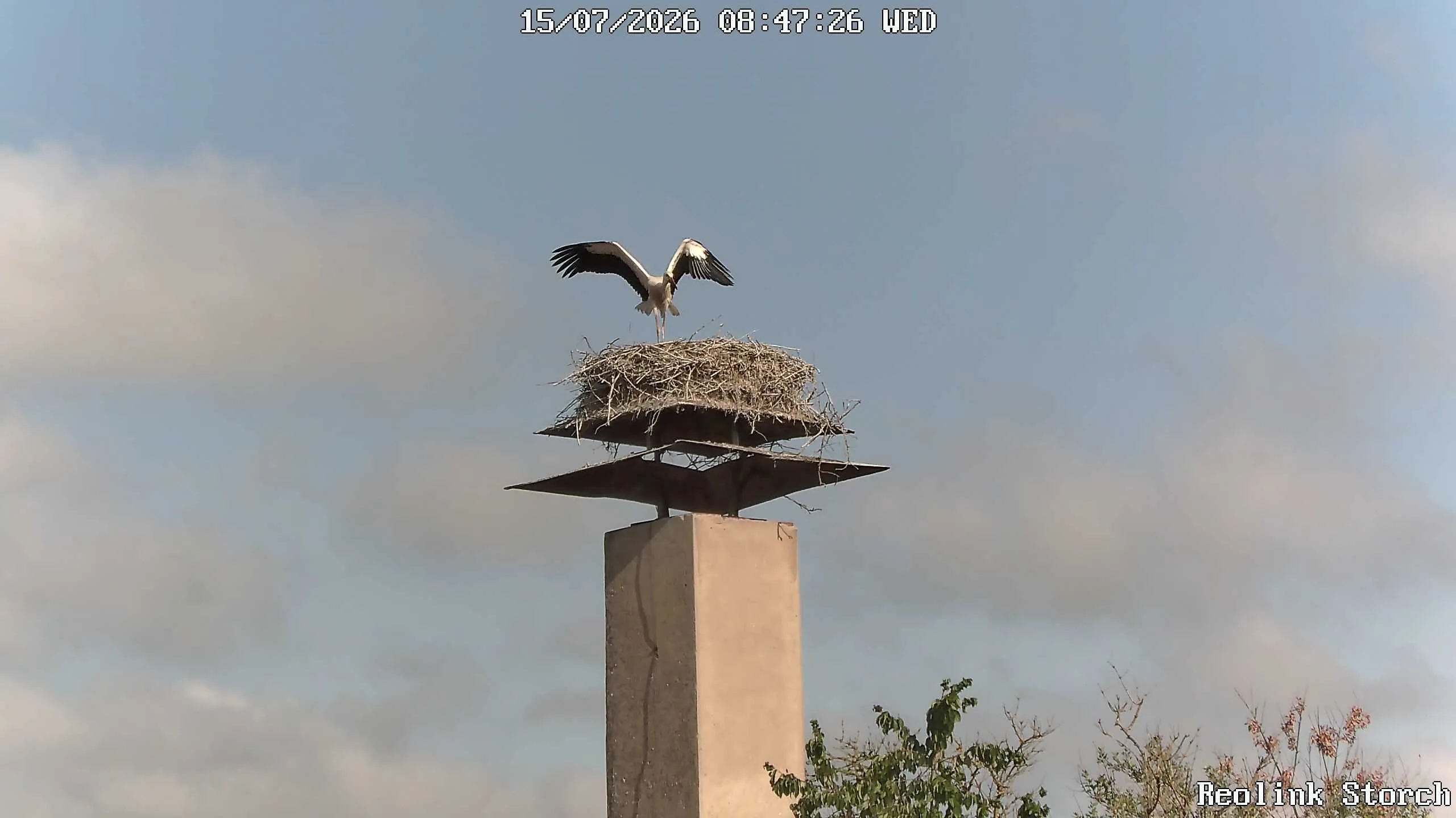 Storchencam Bild