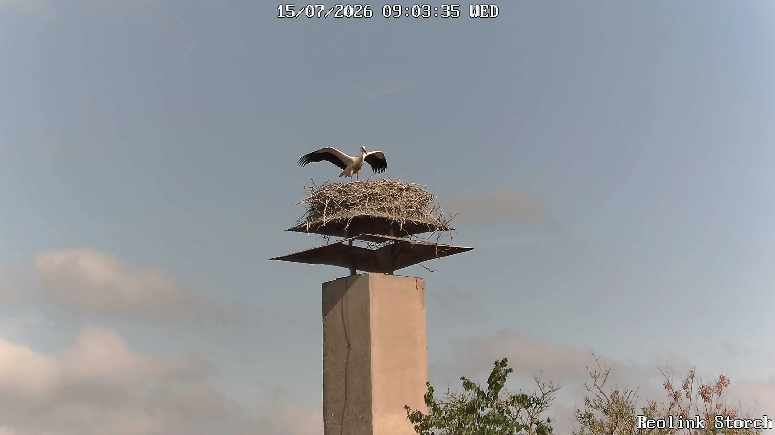 Storchencam Bild