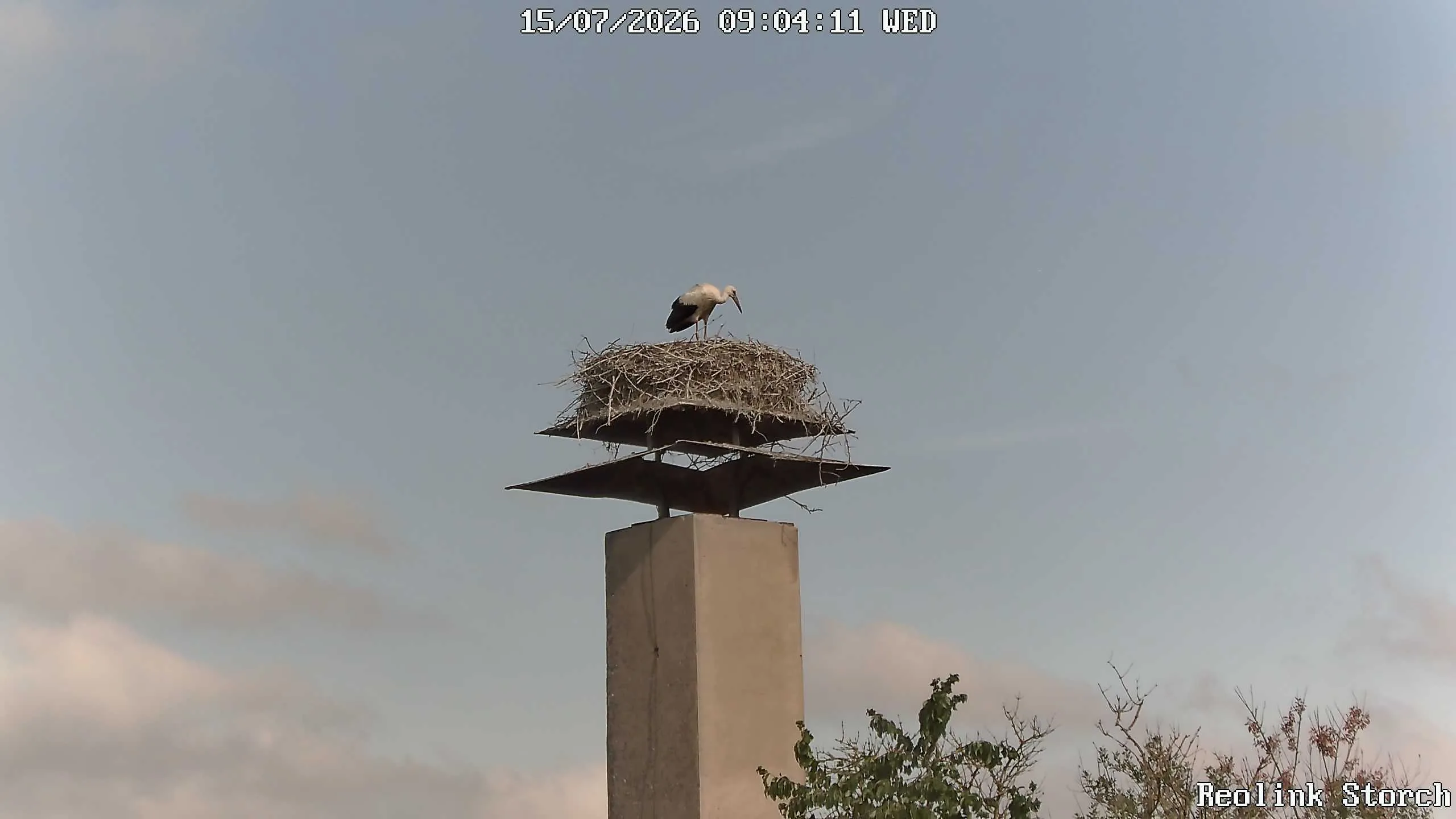 Storchencam Bild