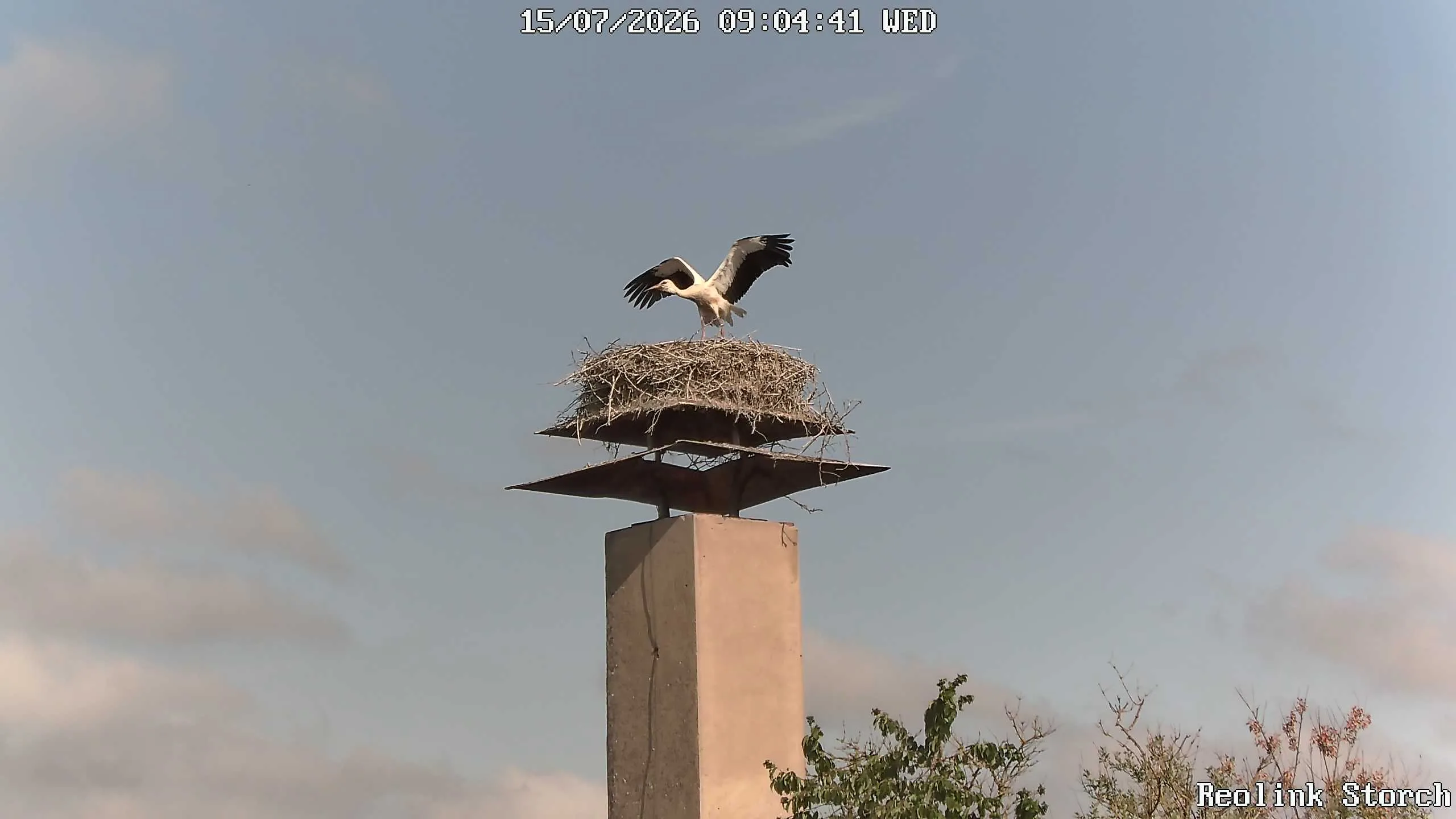 Storchencam Bild