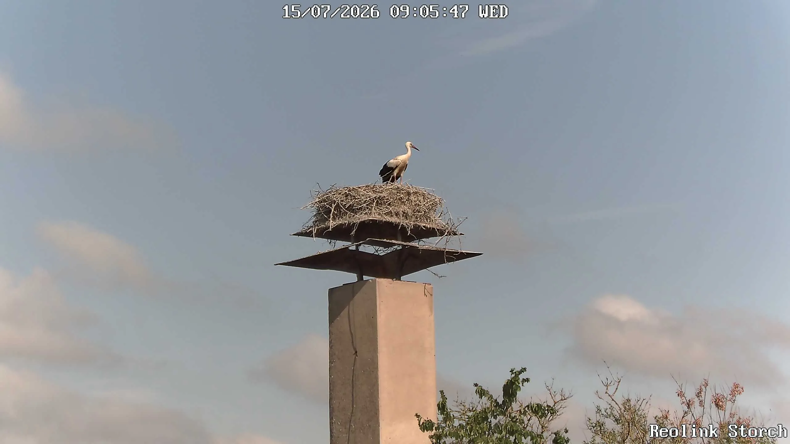 Storchencam Bild
